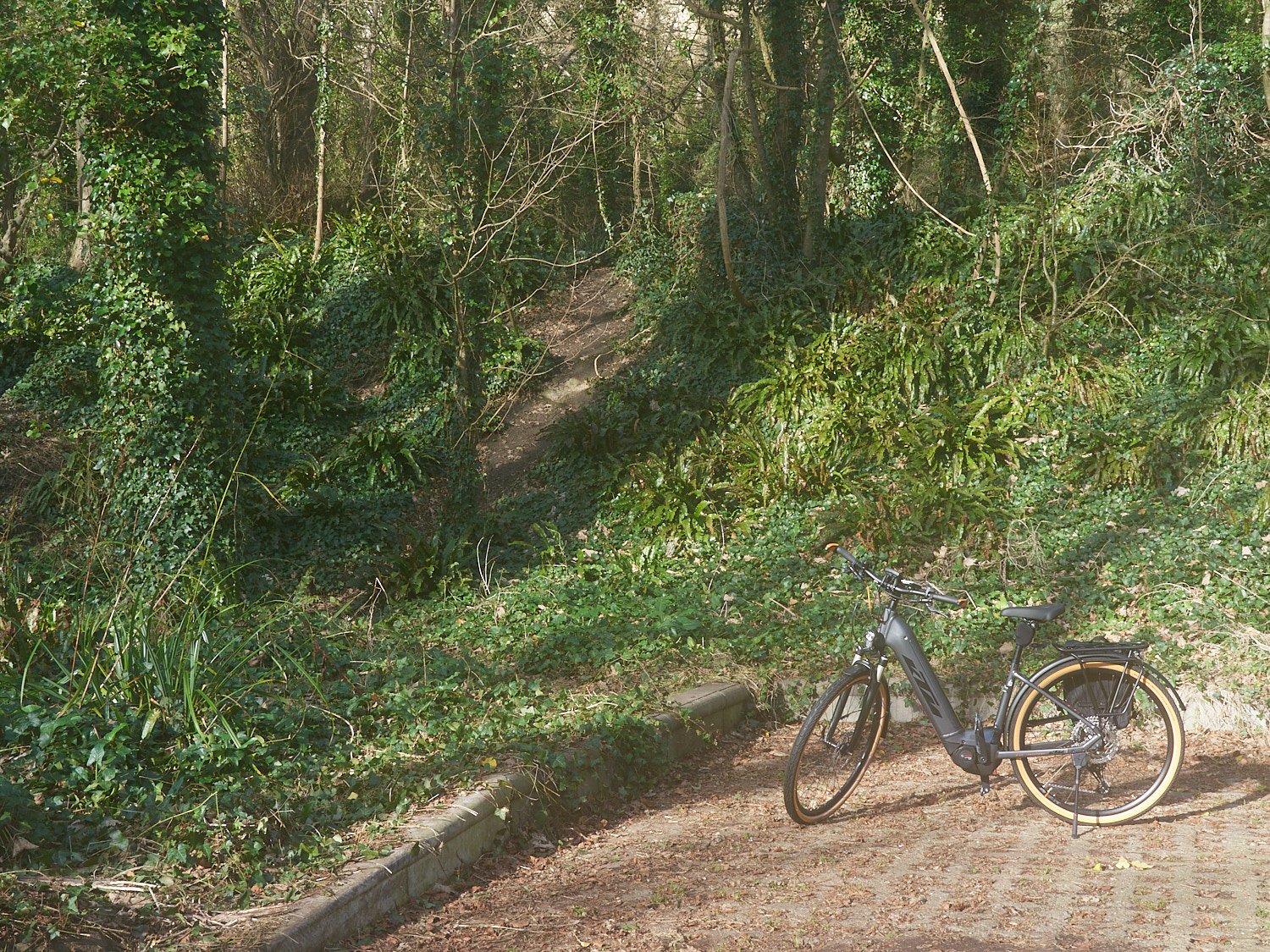 Ventnor-Niton Undercliff
