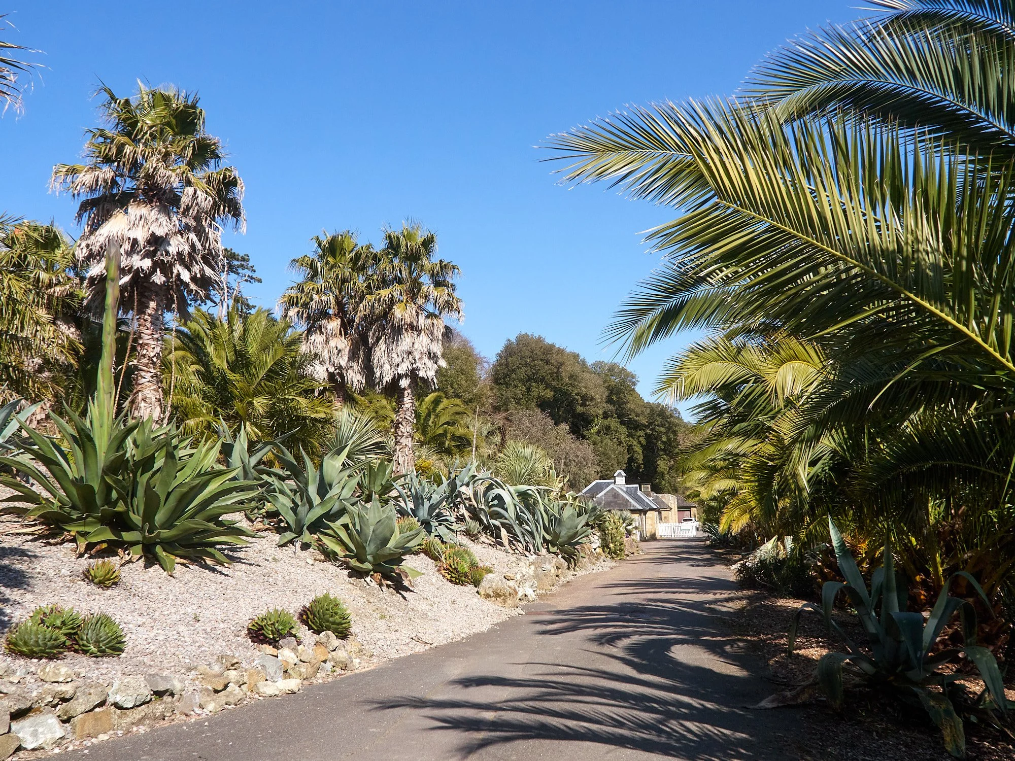 Ventnor Botanic Garden