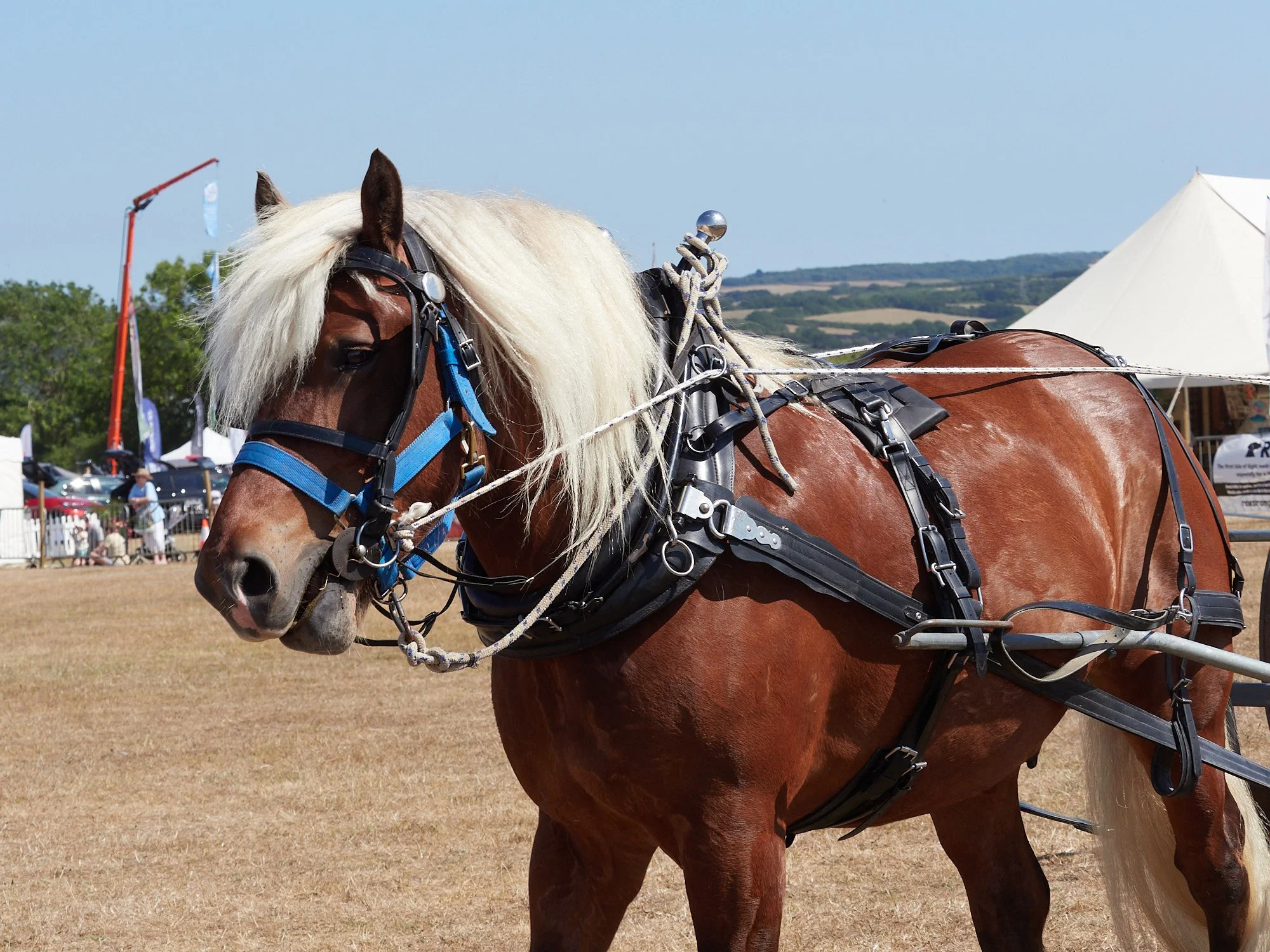 25.07.12-N7123029.jpg