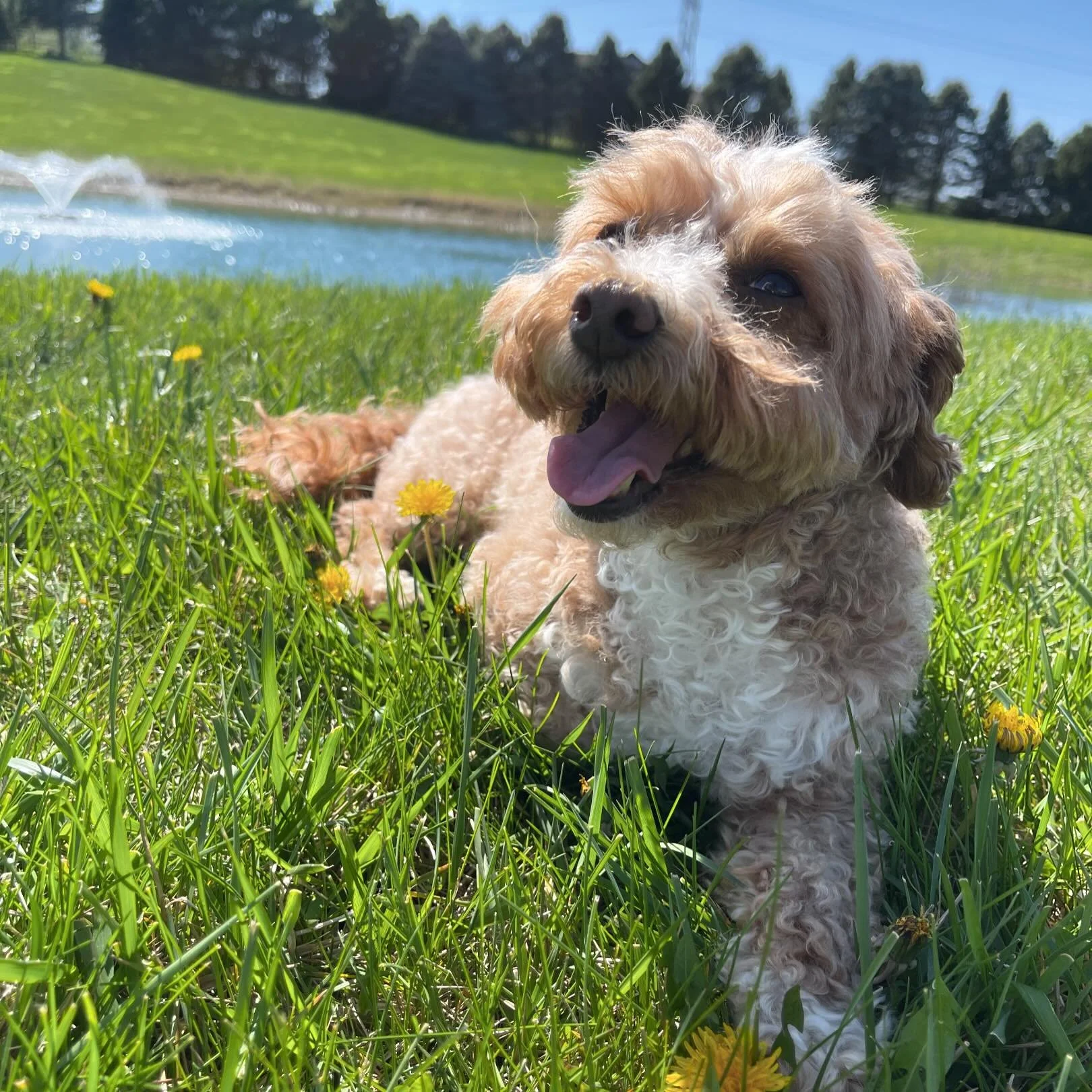 🌻
