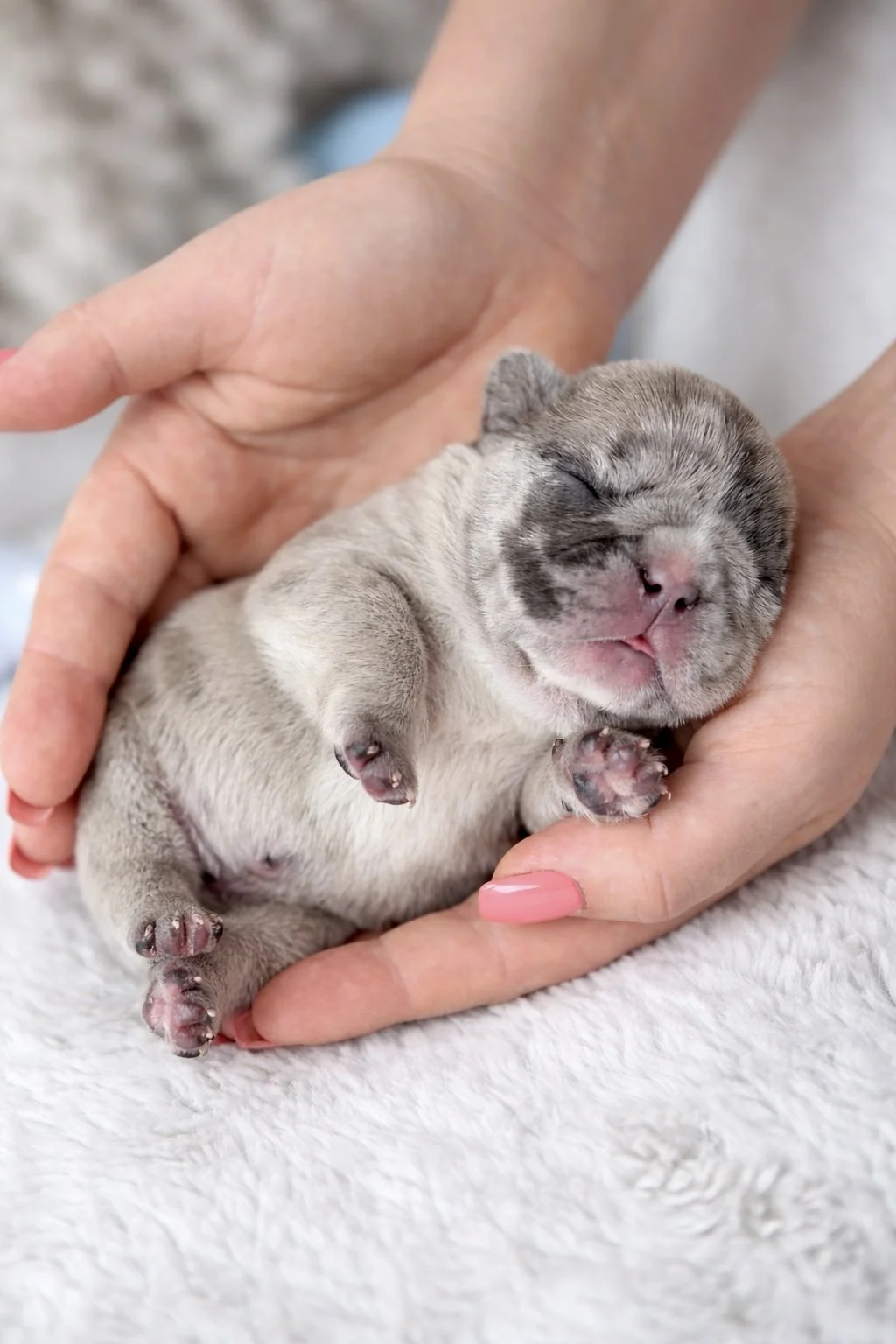 A person gently holding a tiny, sleeping puppy with closed eyes and a relaxed expression.