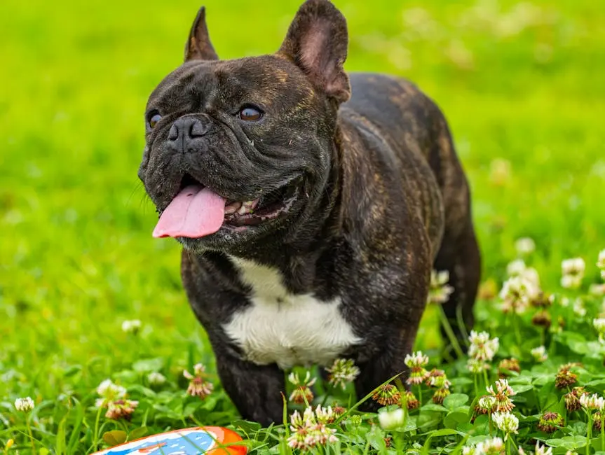 7 Tips for Raising Happy Cream French Bulldogs