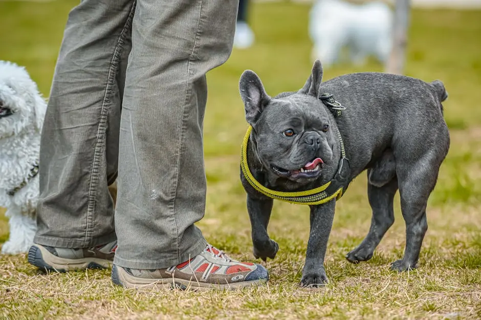How to Ensure Your French Bulldog Puppies in Atlanta Stay Healthy?