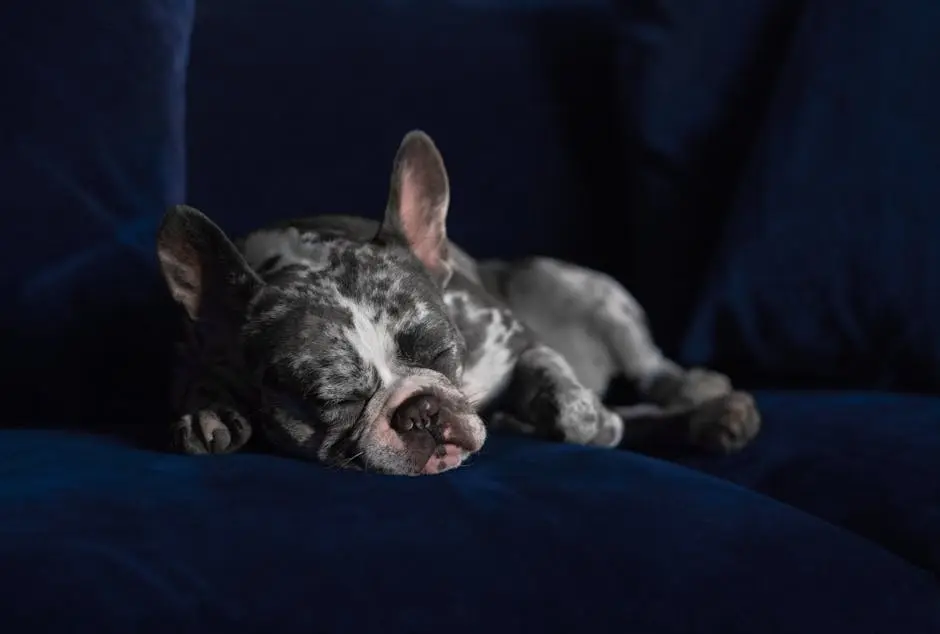 The Best Care Tips for Your Merle French Bulldog