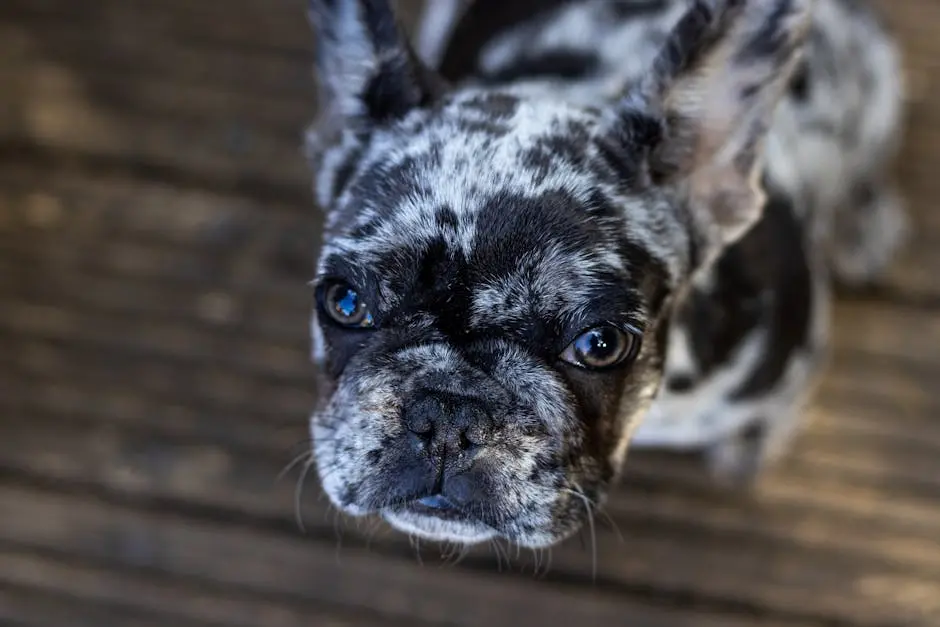 Understanding the Genetics and Care of Merle Frenchies