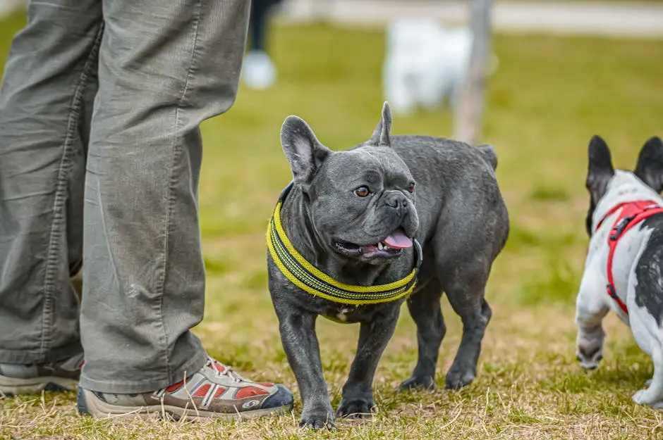 7 Tips for Raising a Healthy Chocolate French Bulldog