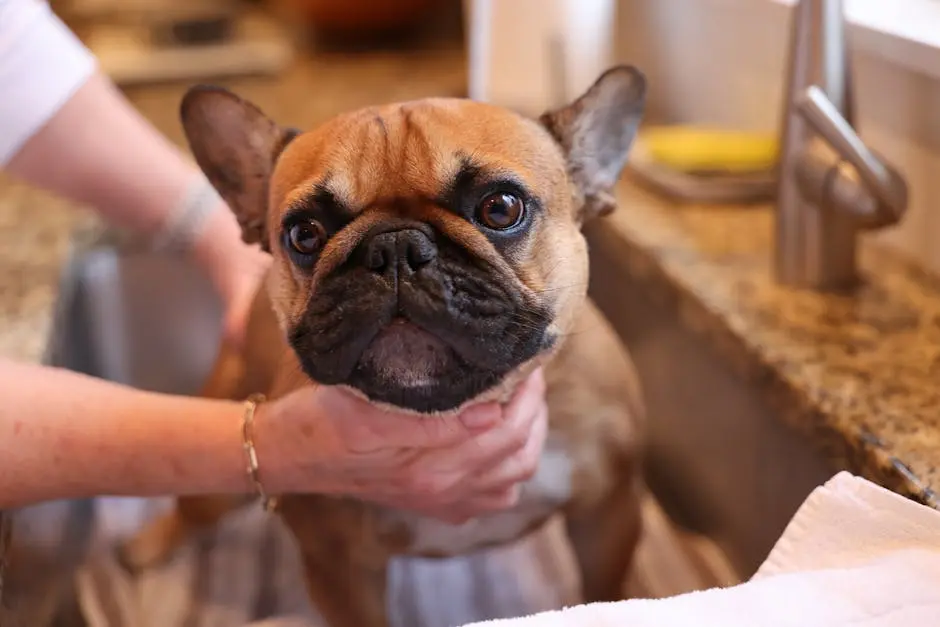 How Do You Care for an Isabella French Bulldog?