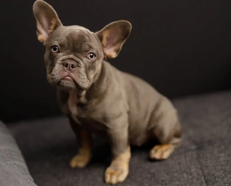 Why Do French Bulldog Prices Vary So Much?