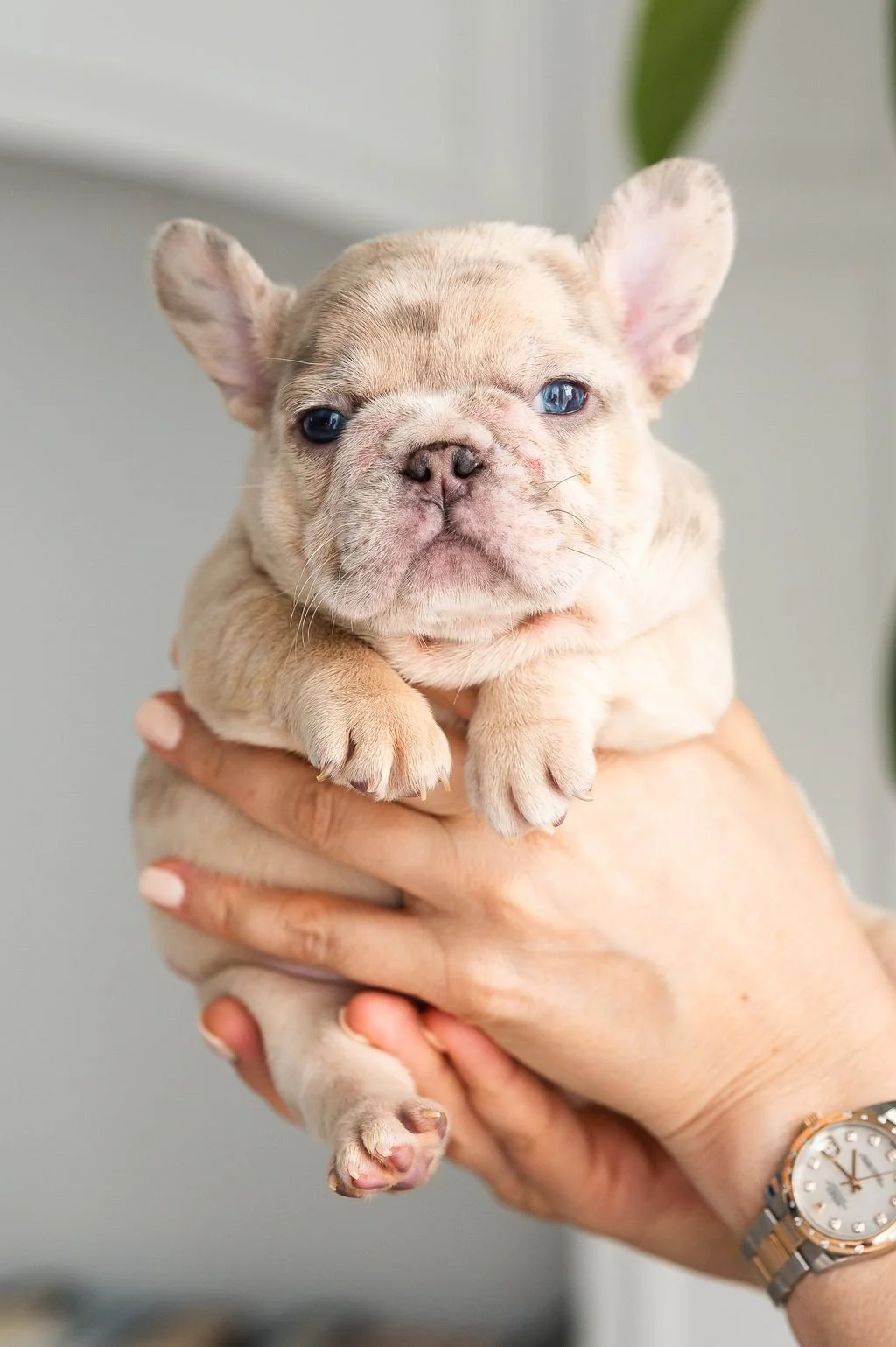 How to Choose a Responsible French Bulldog Breeder in the United States (And What Most People Get Wrong)