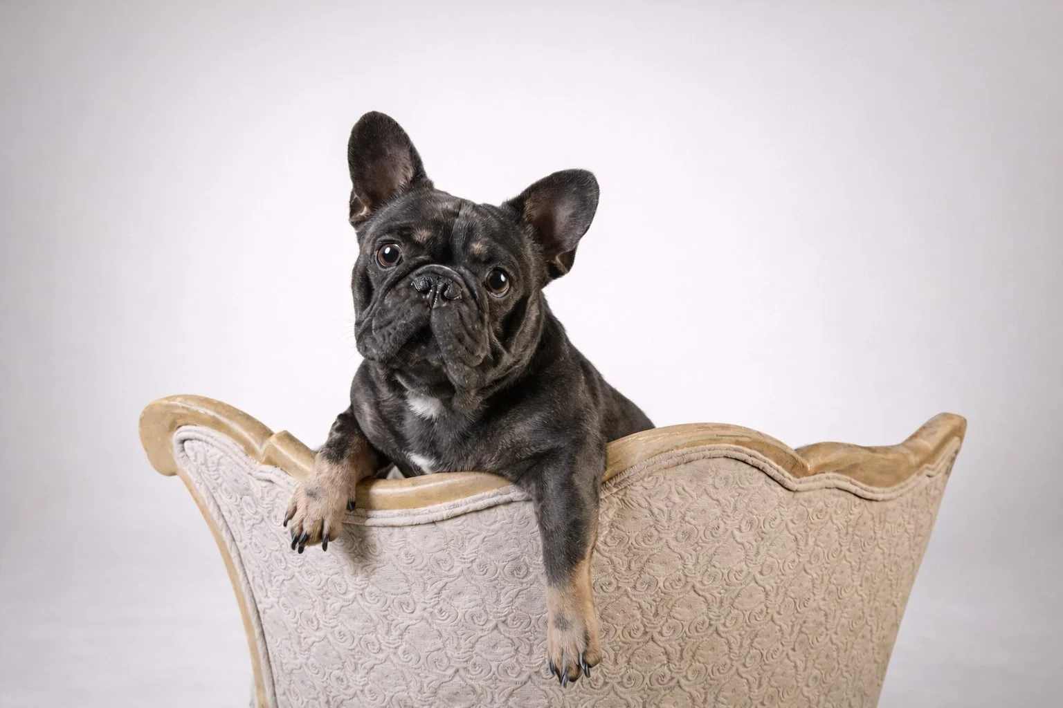French Bulldog Stud Service in the USA – Health Tested, Proven, and Trusted