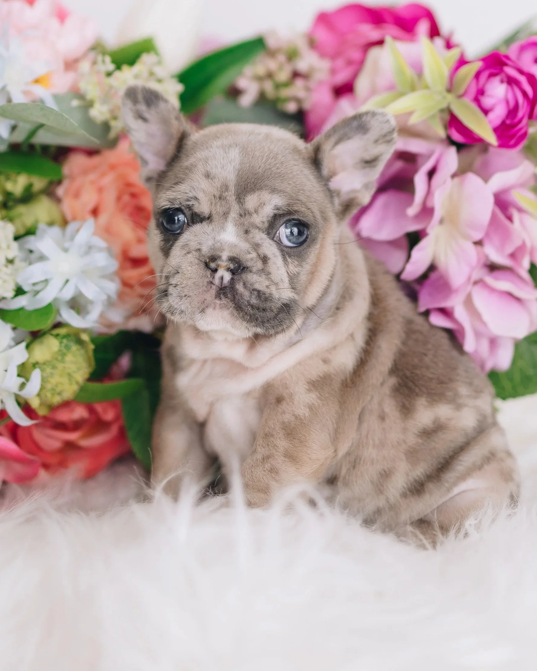 A French Bulldog puppy with curly fur, sitting on a white furry surface surrounded by pink, purple, white, and green flowers.