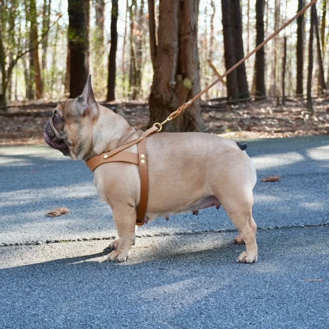 A French Bulldog standing on a paved path in a wooded area, wearing a brown harness and leash.