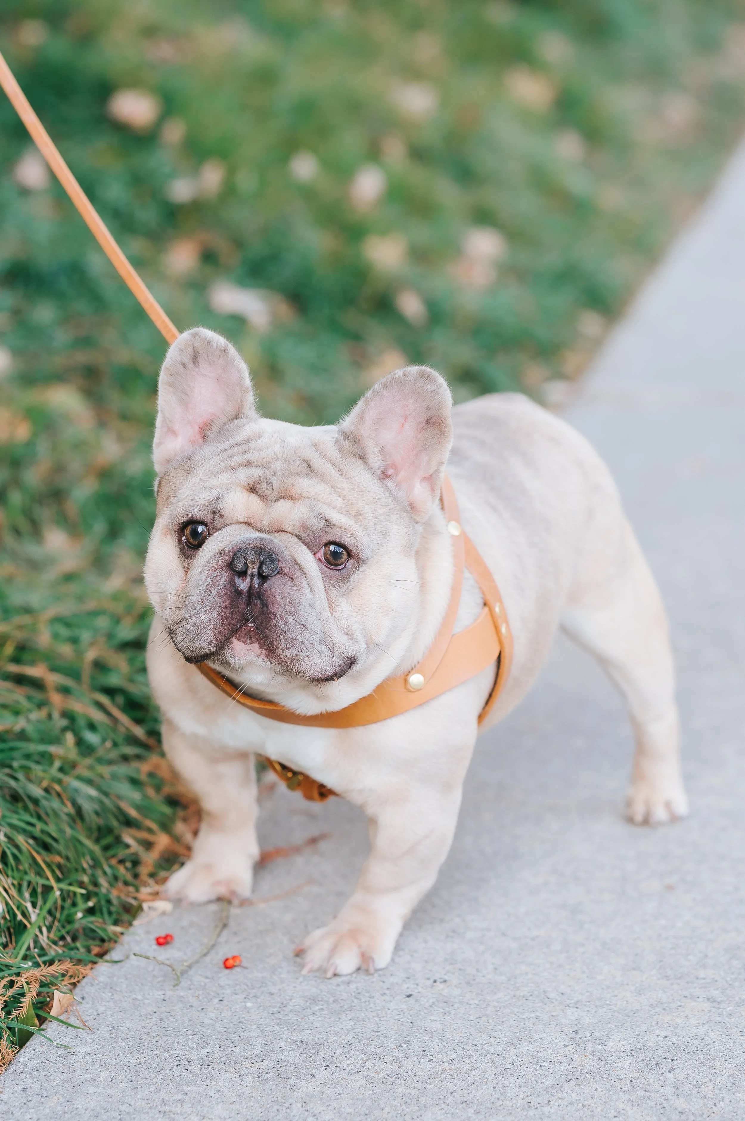 A tan and white French Bulldog standing on a sidewalk, looking at the camera with a leash attached to a harness.