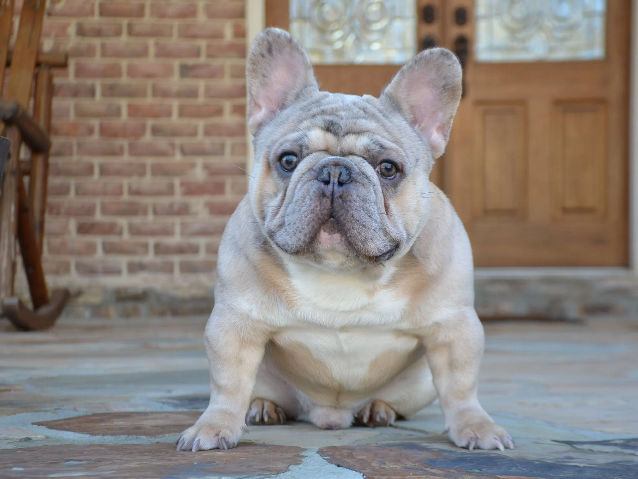 A French Bulldog standing outdoors on a brick path with a fence and trees in the background.