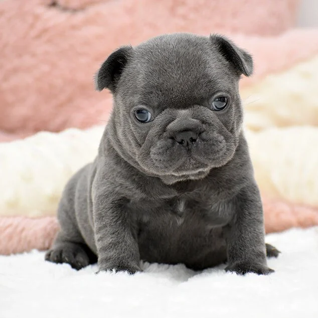 A gray French Bulldog puppy sitting on a soft surface with a pink and cream background.