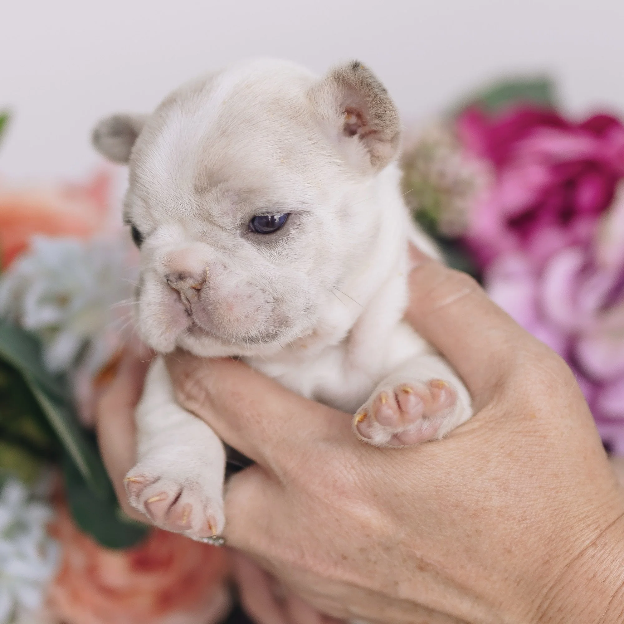 A person holding a tiny, white puppy with a wrinkled face and blue eyes, with blurred pink and white flowers in the background.