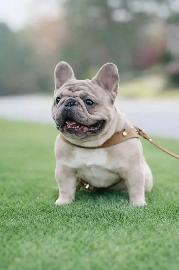 A French bulldog with a muscular body, standing on a grassy area, wearing a brown harness, with an outdoor background.