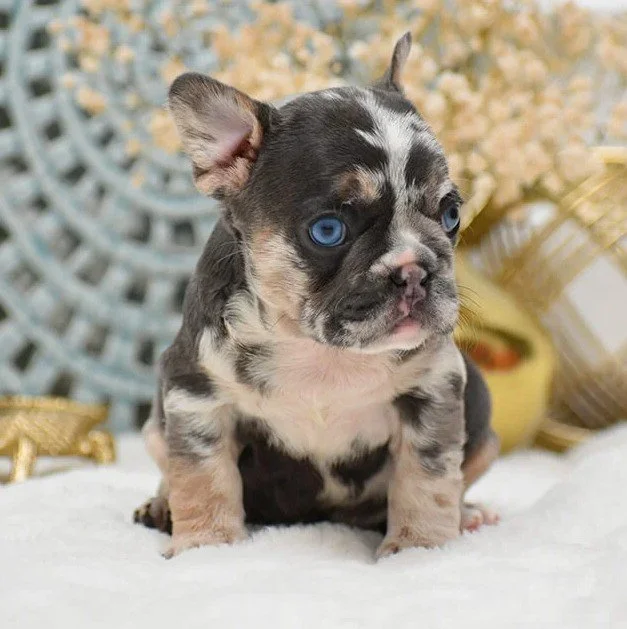 Cute French Bulldog puppy with blue eyes sitting on a white surface, background decorated with yellow flowers and a decorative blue lattice.