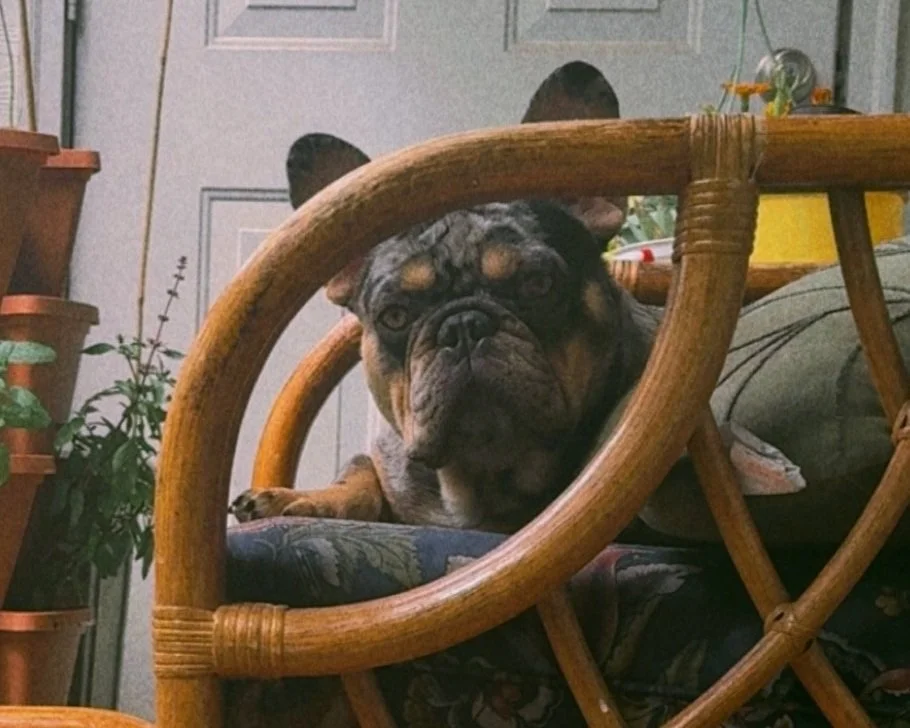 A bulldog resting its head on a table, seen through the wooden frame of a chair in a room with plants and a person in the background.