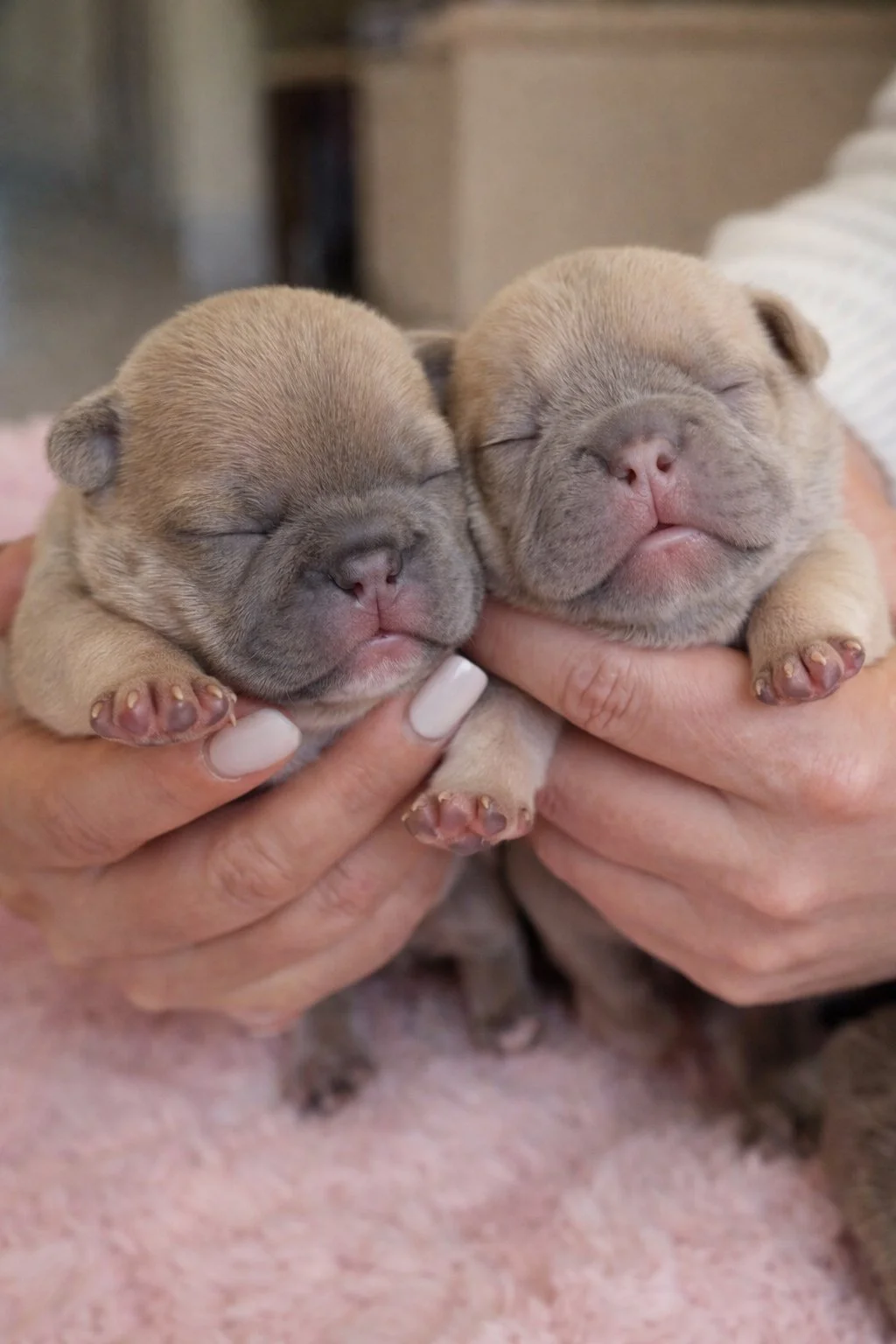 Two tiny, sleeping puppies being held gently in hands.