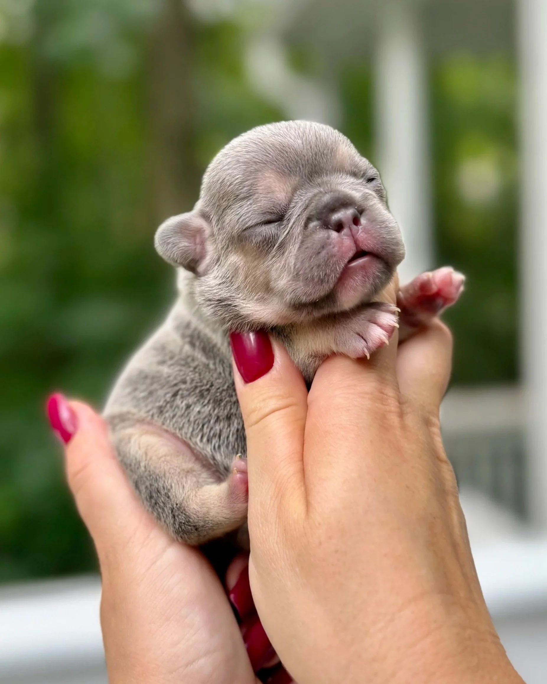 A tiny, sleeping puppy with closed eyes and relaxed expression is held gently by two hands.
