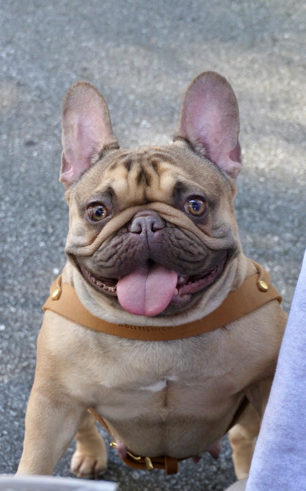 A happy French Bulldog with a tan collar, sitting on a concrete surface, mouth open, tongue out, looking up at the camera.
