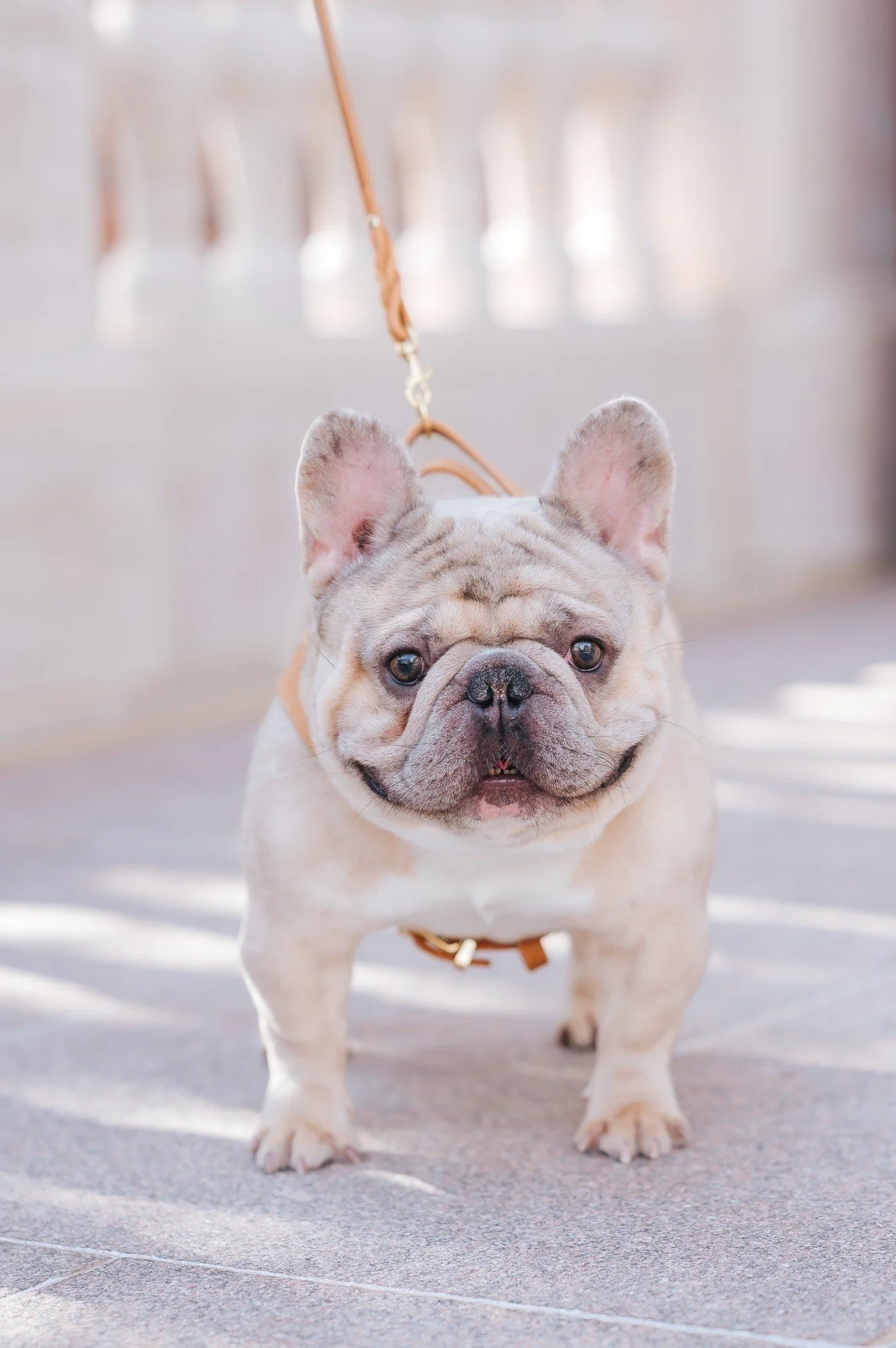 Cute French Bulldog with a wrinkled face and large ears standing on a sidewalk with a leash attached.
