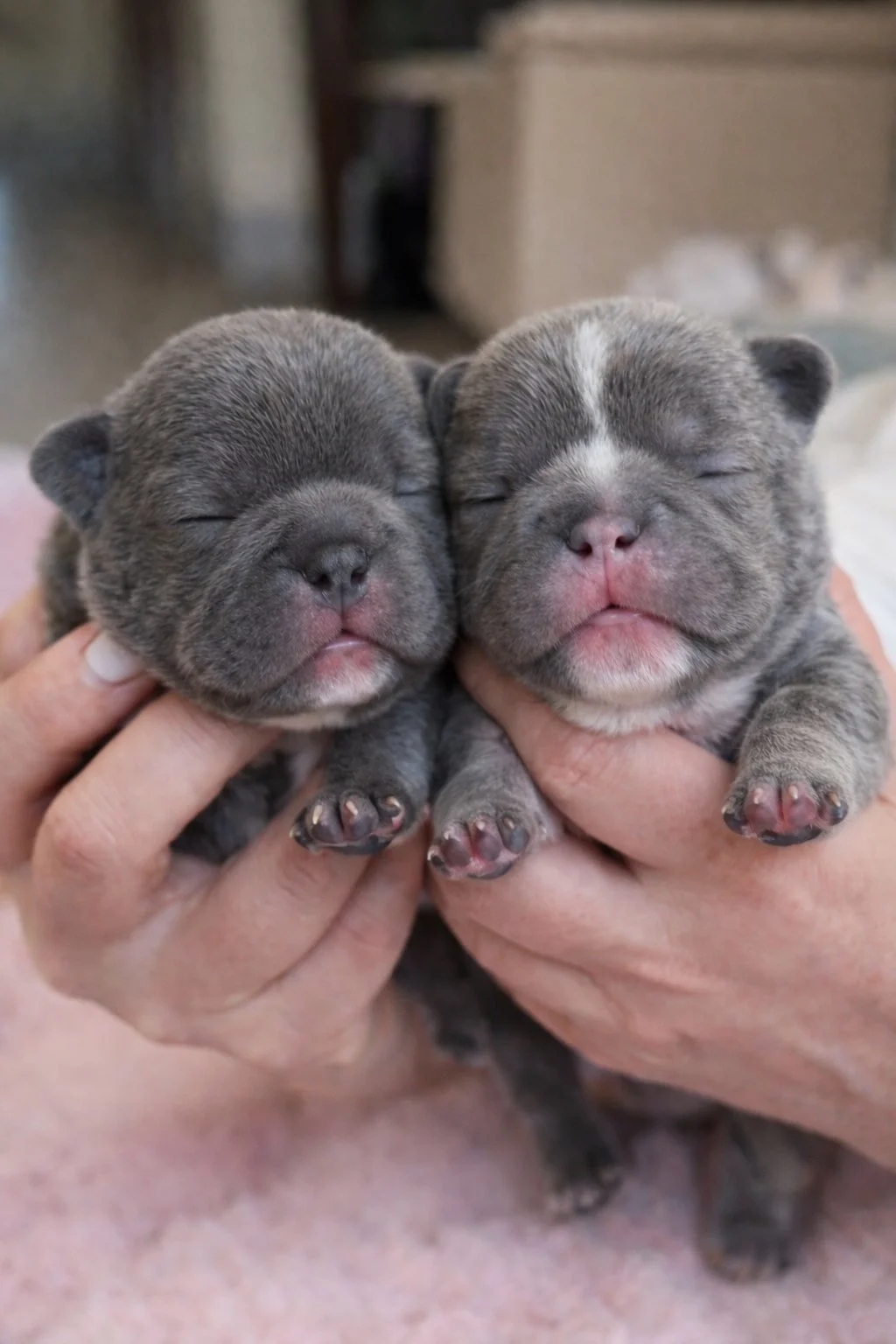 Two tiny, gray, sleeping puppies being gently held in hands.
