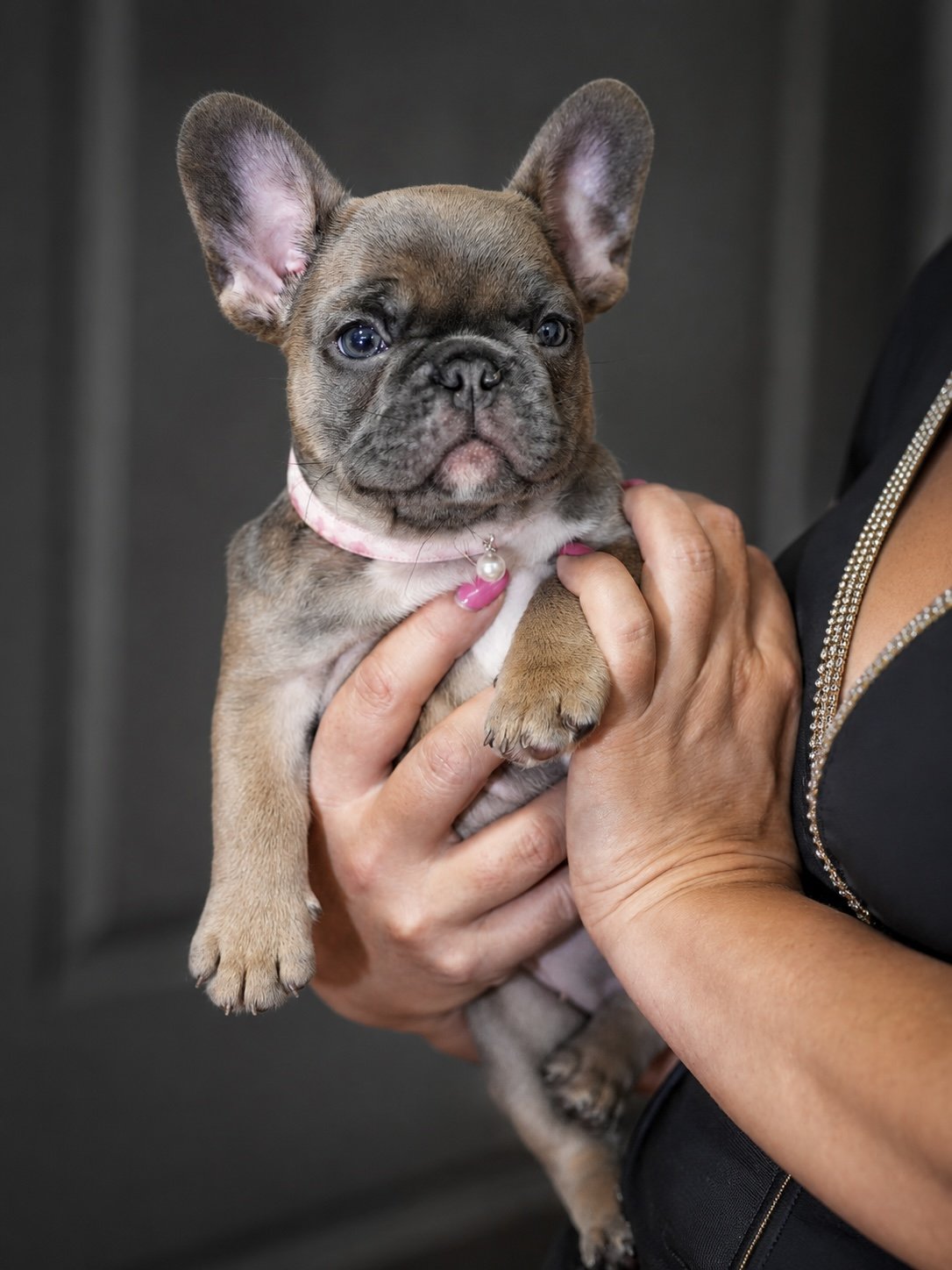AKC fawn French Bulldog puppy with excellent structure raised by Country Club Frenchies in Georgia.