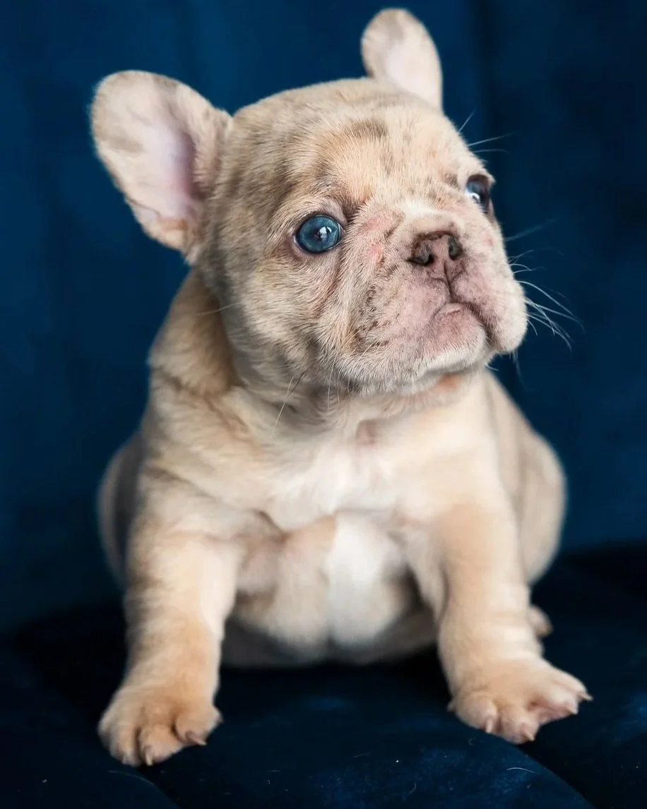 A close-up of an adorable French Bulldog puppy with light-colored fur and one blue eye, sitting against a dark blue background.