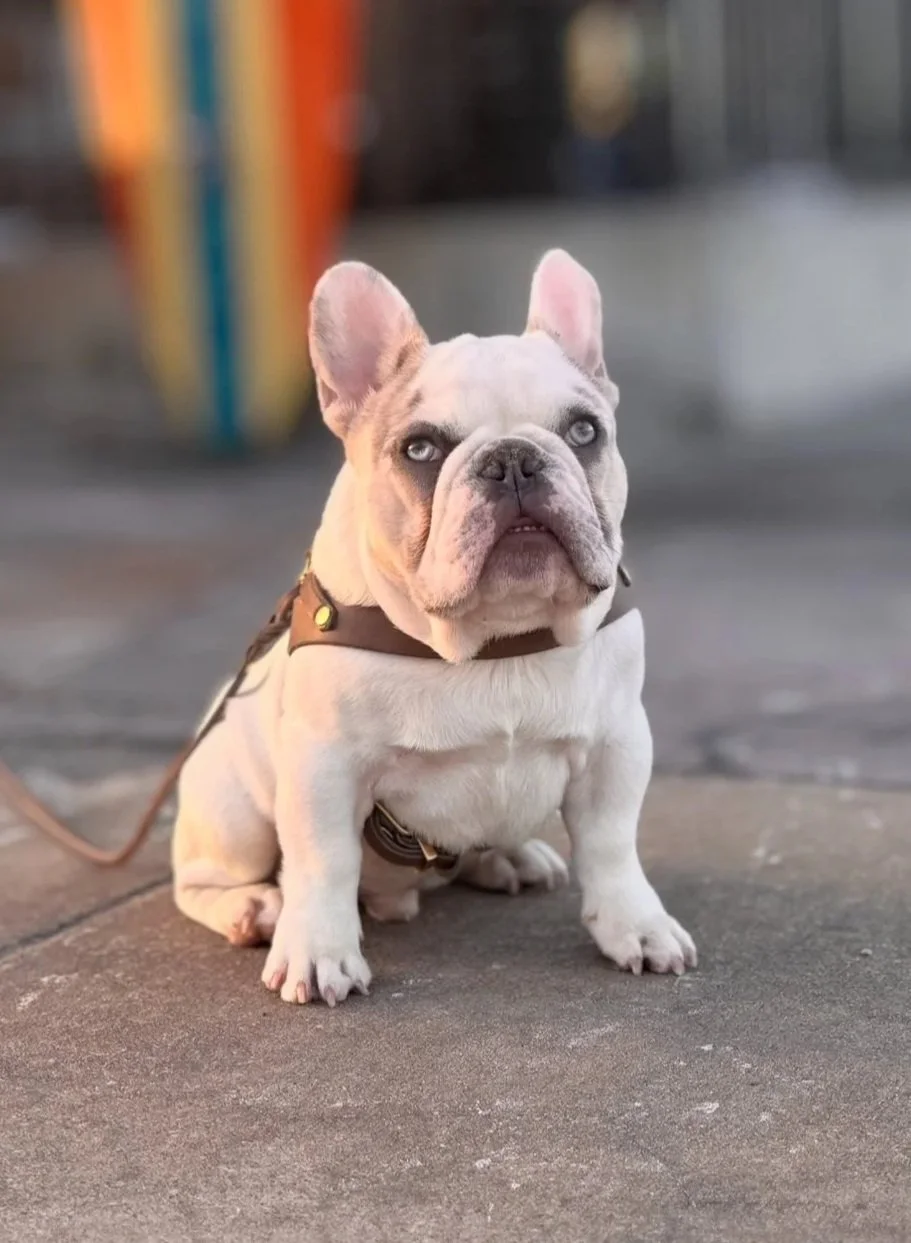 A French Bulldog puppy with blue eyes sits on a concrete sidewalk. It has a light cream-colored coat with darker markings around the eyes and face, wearing a brown harness, and appears to be looking directly at the camera.