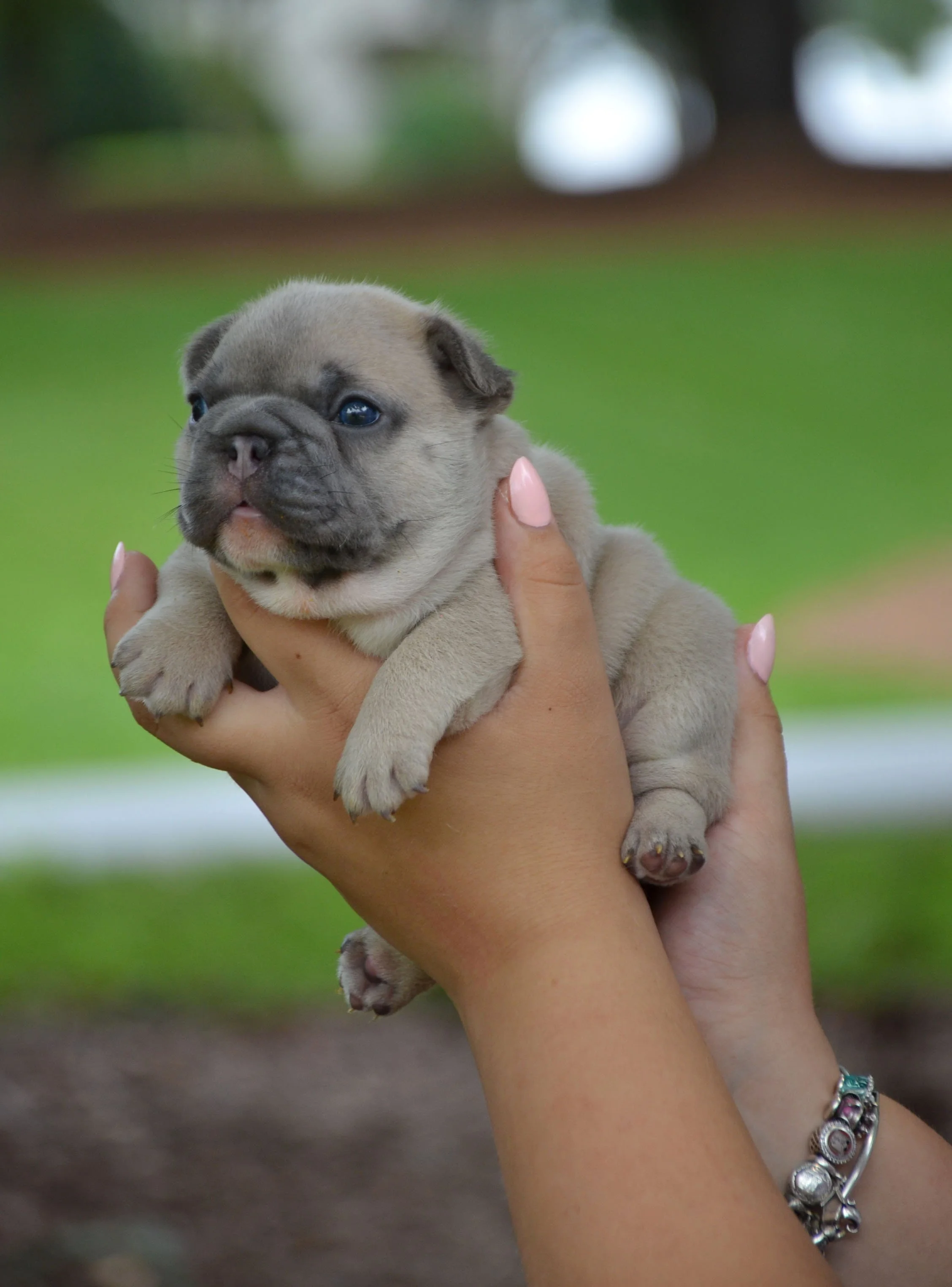 Person holding a small puppy with gray fur and blue eyes outside