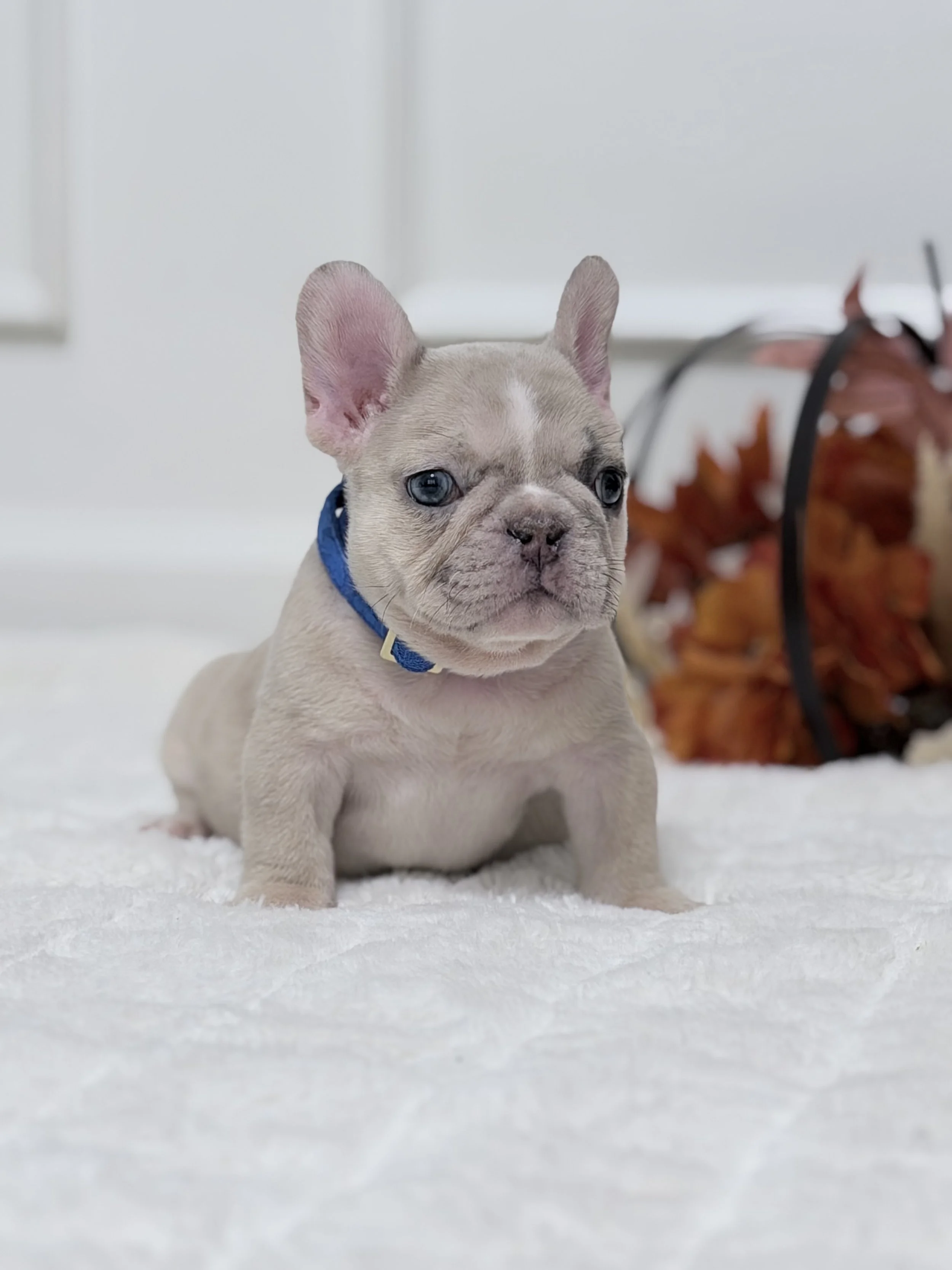 A cute young French Bulldog puppy with gray and white fur and blue eyes, sitting among colorful artificial pumpkins on a white surface indoors.