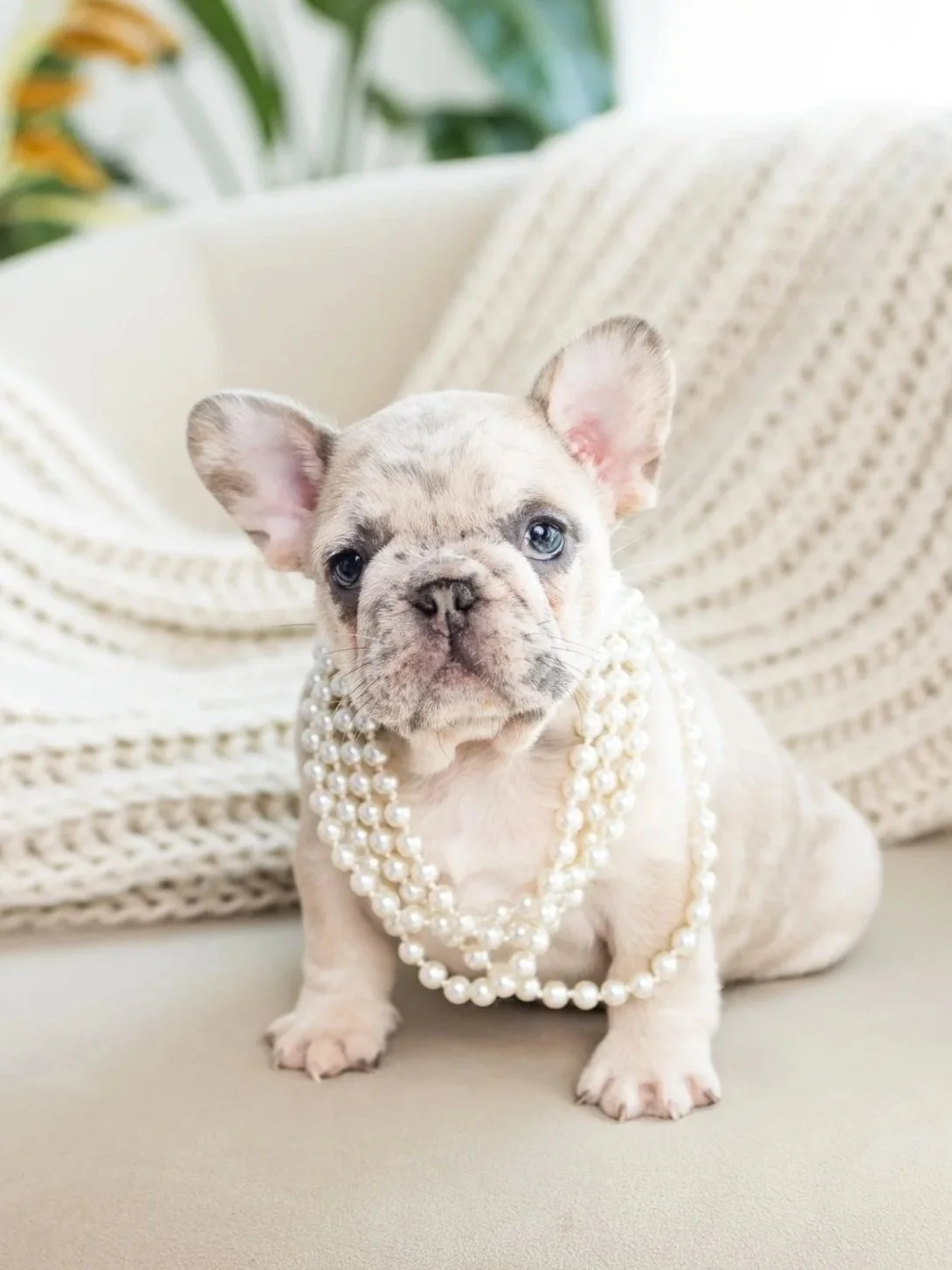 A cute French Bulldog puppy wearing layered pearl necklaces sitting on a beige surface with a white knitted blanket in the background.