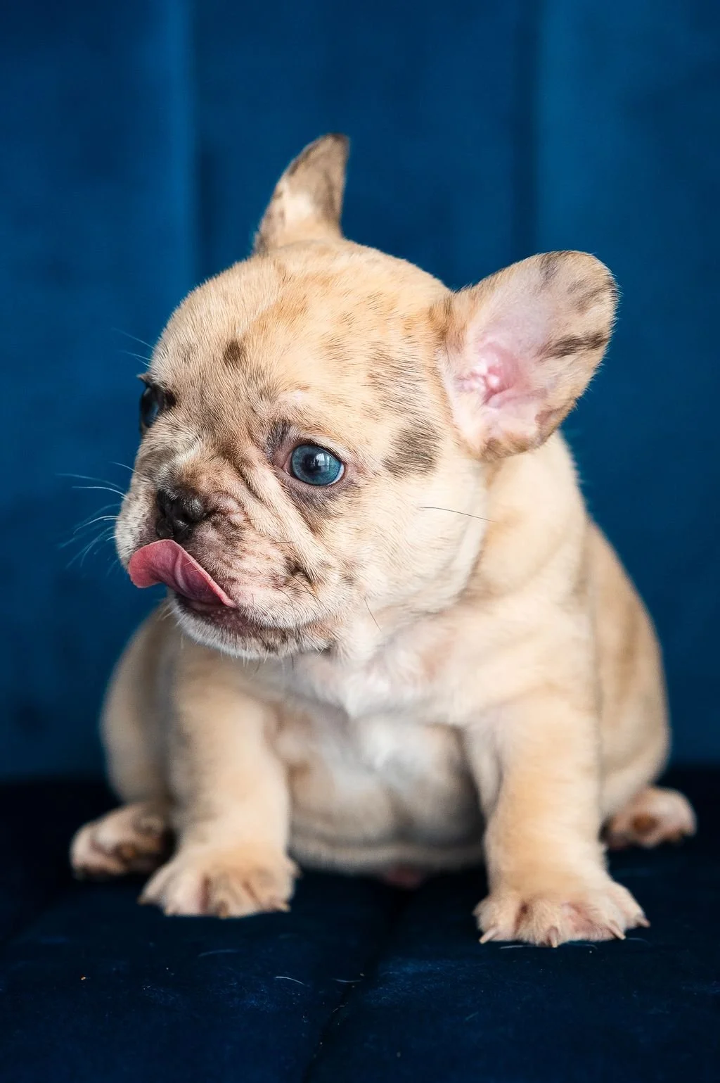 Cream French Bulldog puppy with blue eyes sitting on a velvet chair, showcasing a healthy, compact Frenchie bred by Country Club Frenchies