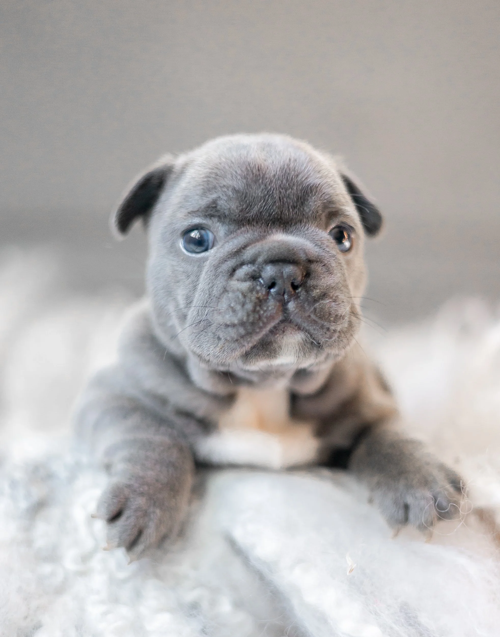 Blue French Bulldog puppy portrait – healthy AKC Frenchie puppy raised by Country Club Frenchies