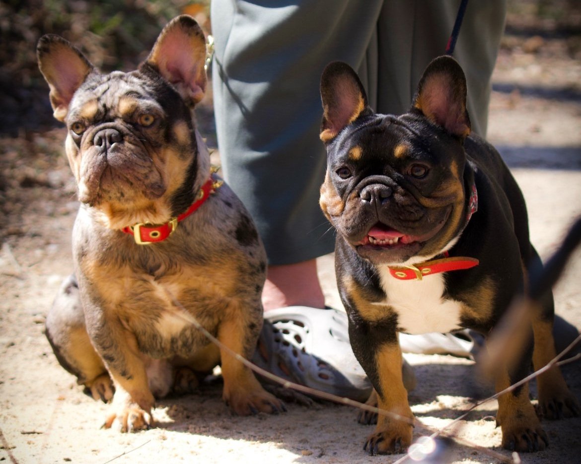 Two French Bulldogs, one with a brindle coat and the other with a black and tan coat, sitting outdoors on a dirt path with a person standing behind them. Both dogs are wearing red collars with gold details.