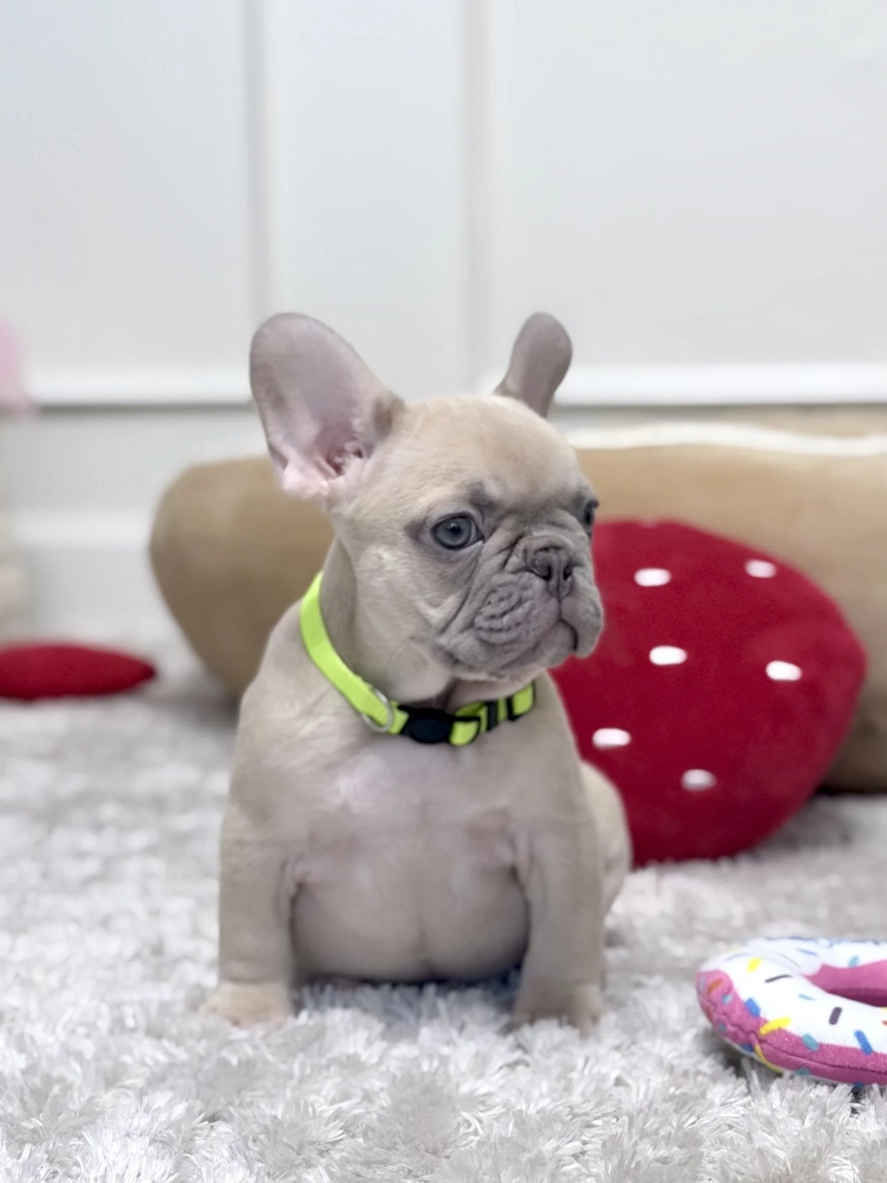 A French Bulldog puppy sitting on a carpet with a red collar and a bone-shaped tag, with a gold vase and flowers in the background.