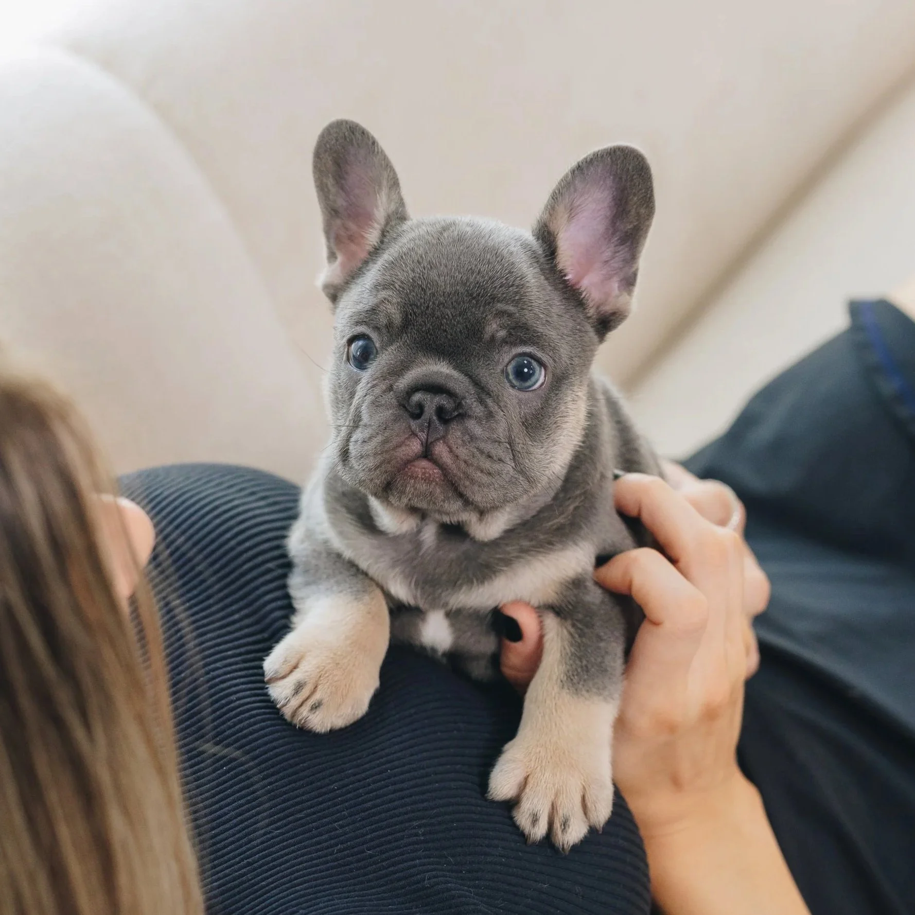 Blue+and+tan+French+Bulldog+Puppy.jpg