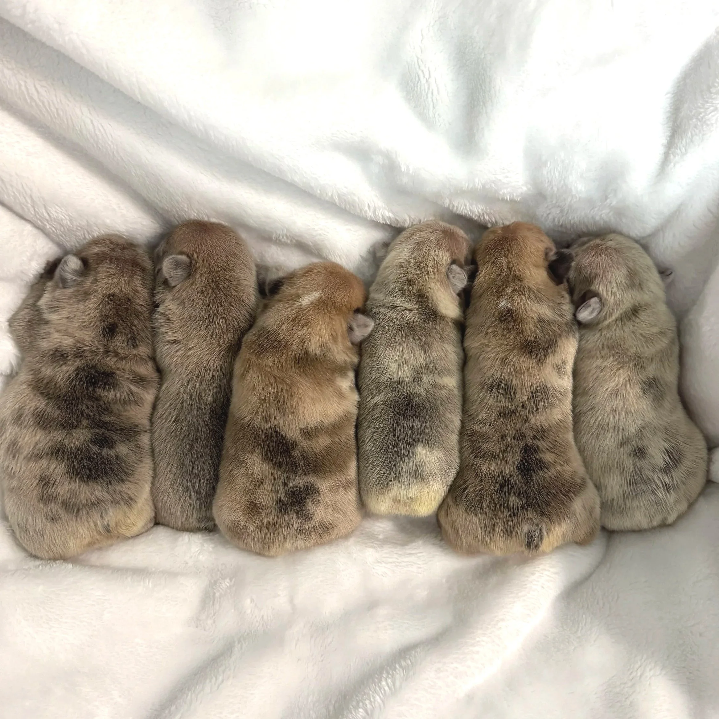 Six small puppies sleeping on a white blanket, lined up side by side.