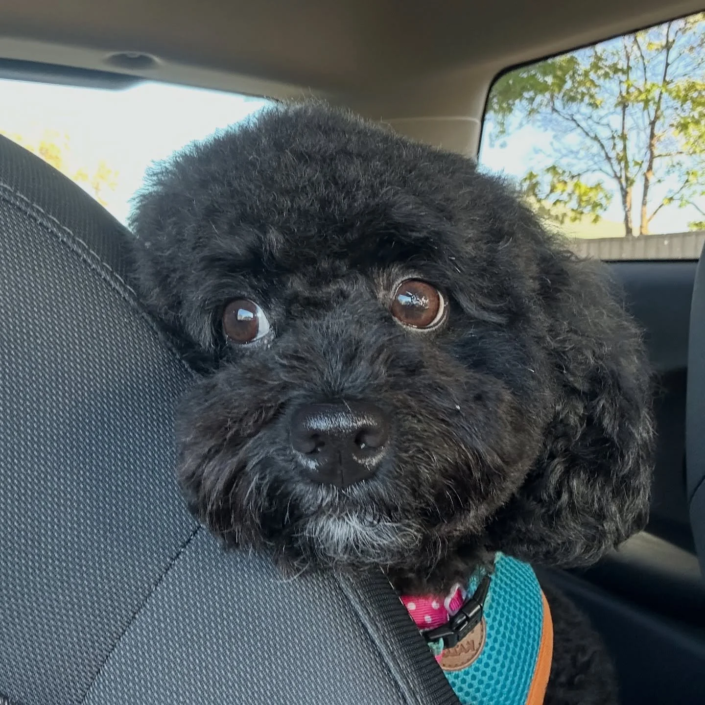 Meet TEDDY &mdash; my fluffy bestie with a PhD in entitlement.
He&rsquo;s an energiser bunny, a deep thinker, cautious with strangers (as he should be), demands daily massages, and hates when I&rsquo;m on my phone&hellip; which is why you barely see 