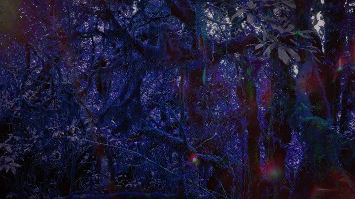 Forest (saturated) dreams #vj #avartists