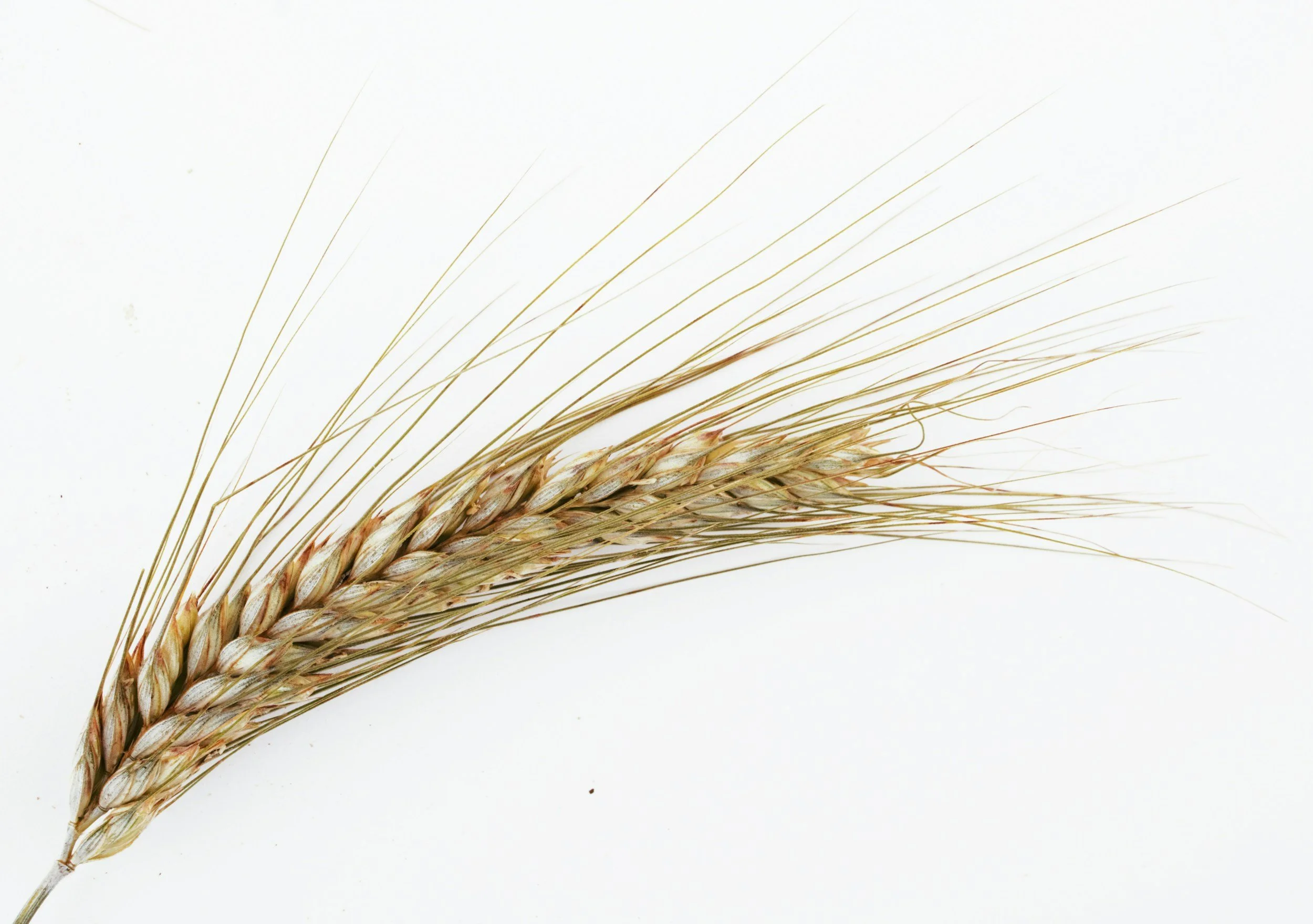 Close-up of a cluster of wheat with long, thin stalks and a seed head, set against a plain white background.