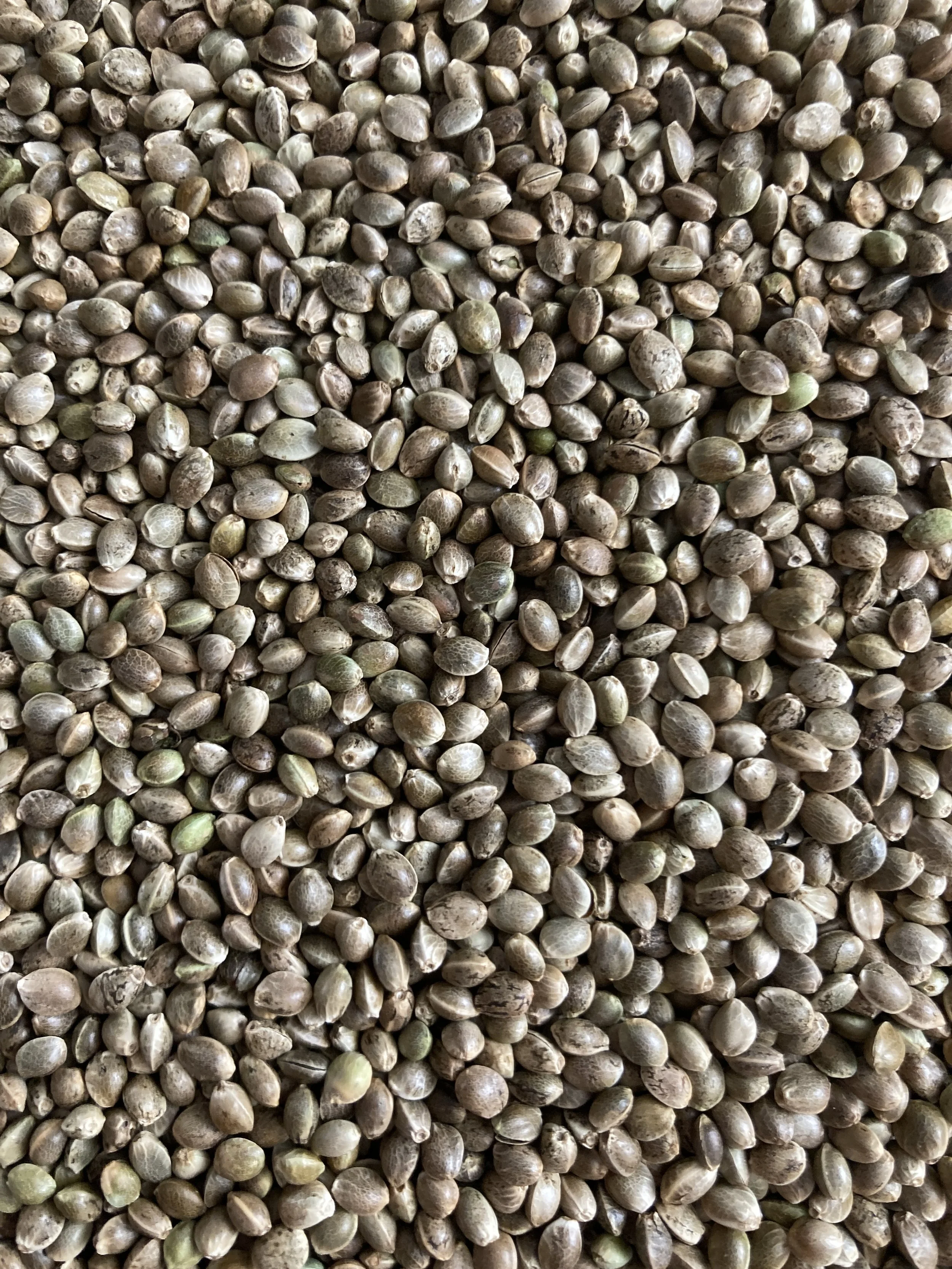 Hemp Seed For Sale — konopius home