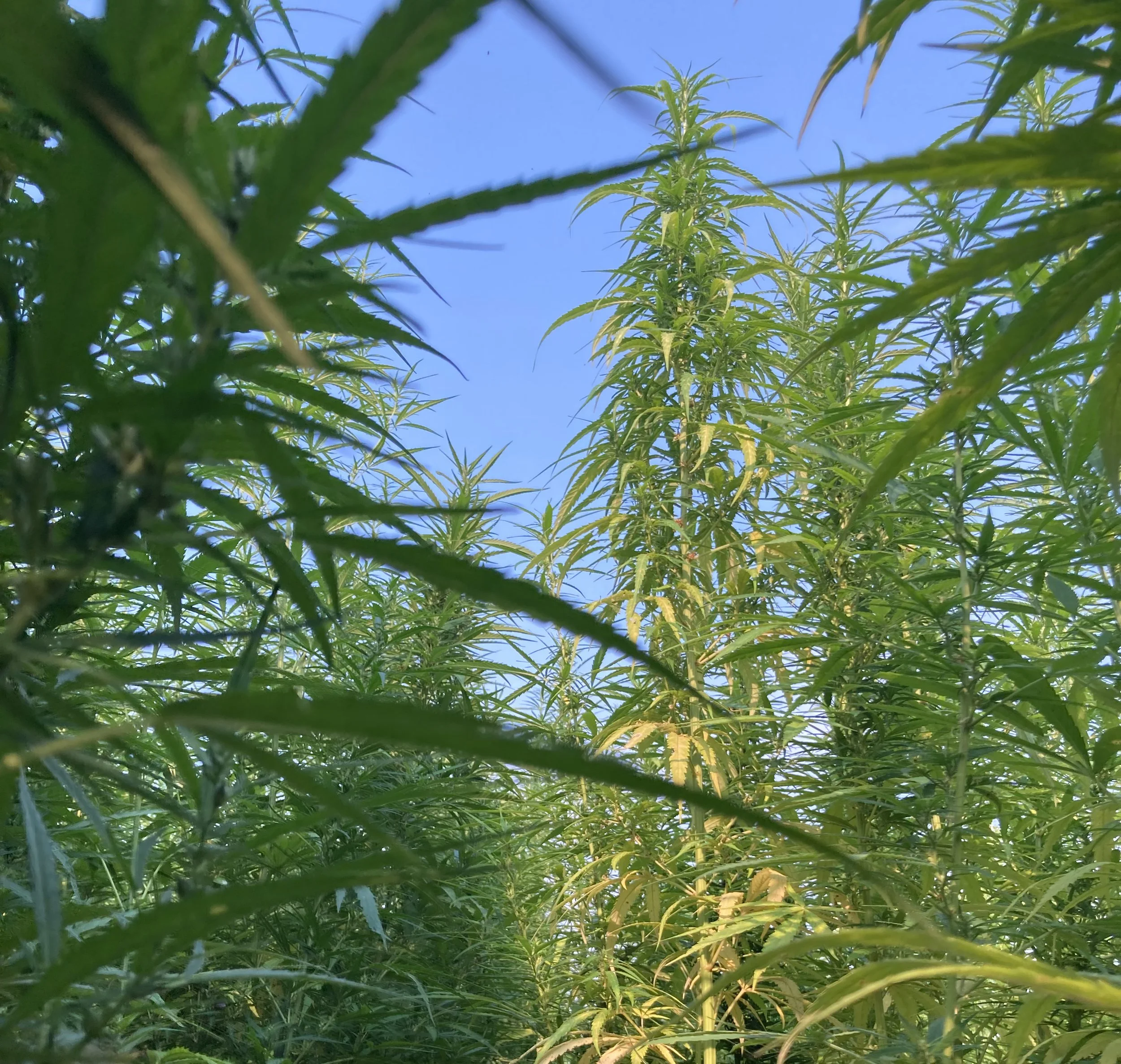 Hemp Seed For Sale — konopius home