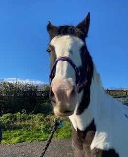 News — Saxon Group Riding for the Disabled Association (RDA)