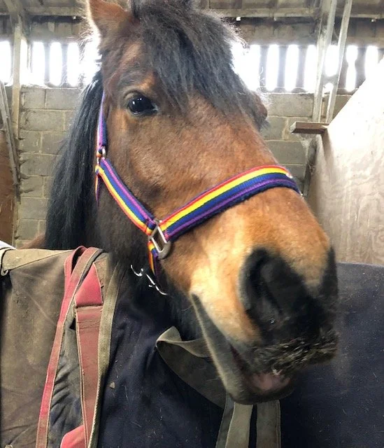 News — Saxon Group Riding for the Disabled Association (RDA)