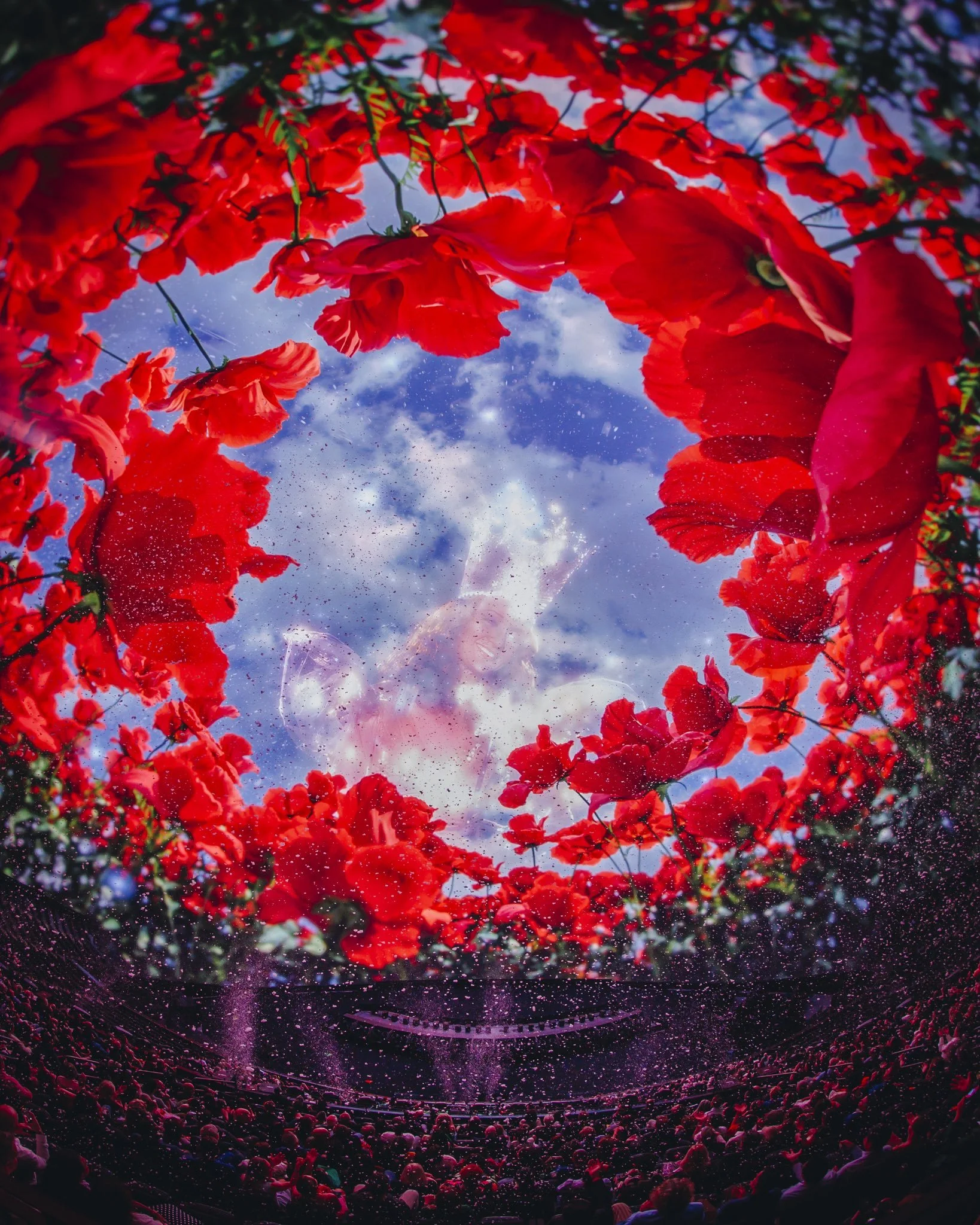 Poppies.jpg