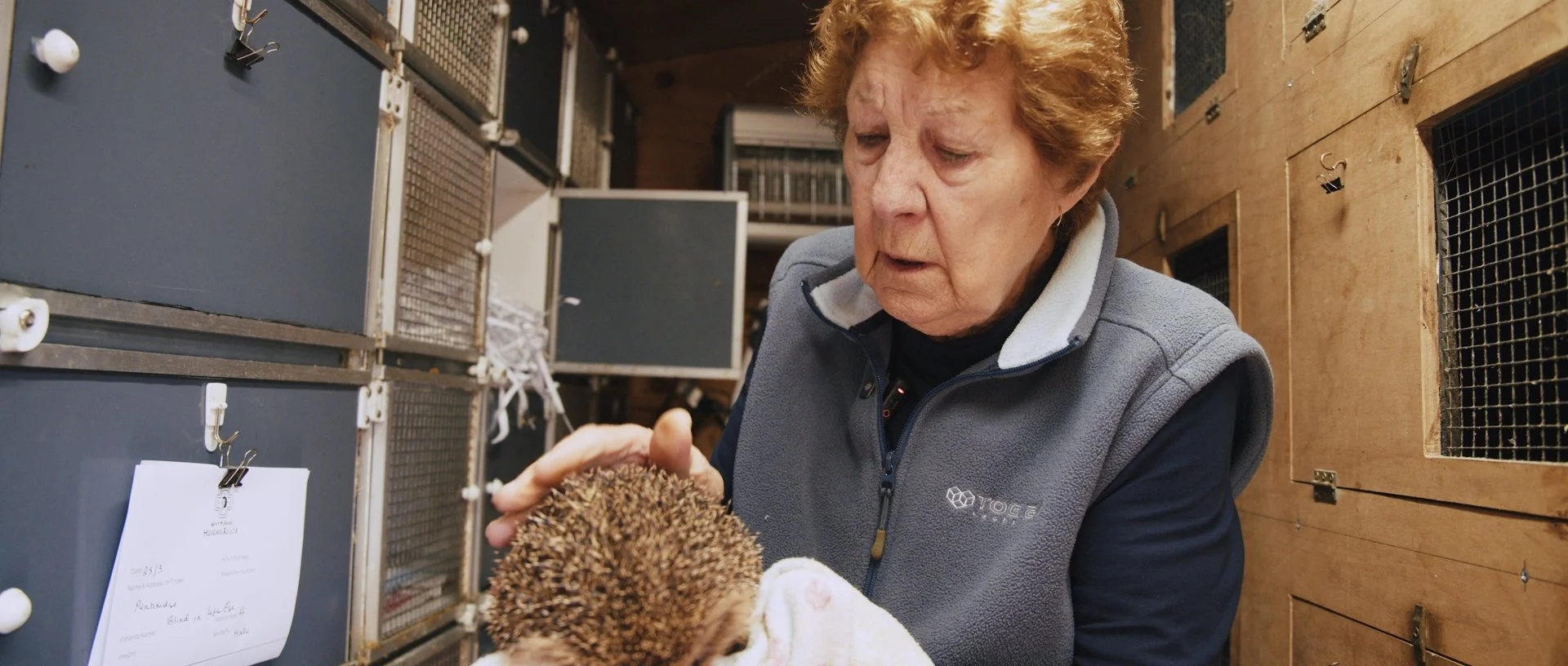 Joan & The Hedgehogs