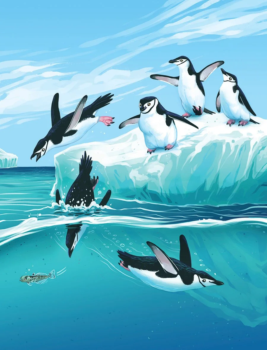 Chinstrap Penguins for Ranger Rick Jr. - digital - 2020
